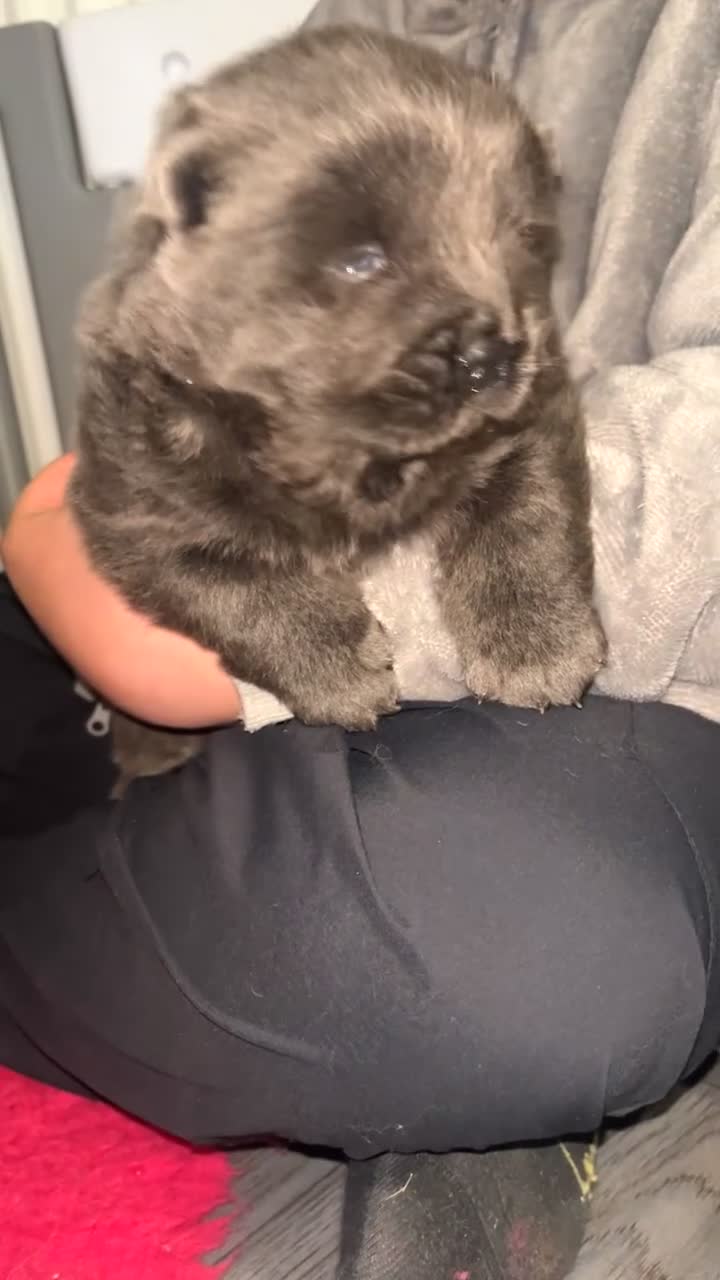 Chow Chow dogs for sale: 2 chow chow puppies  - Video 2