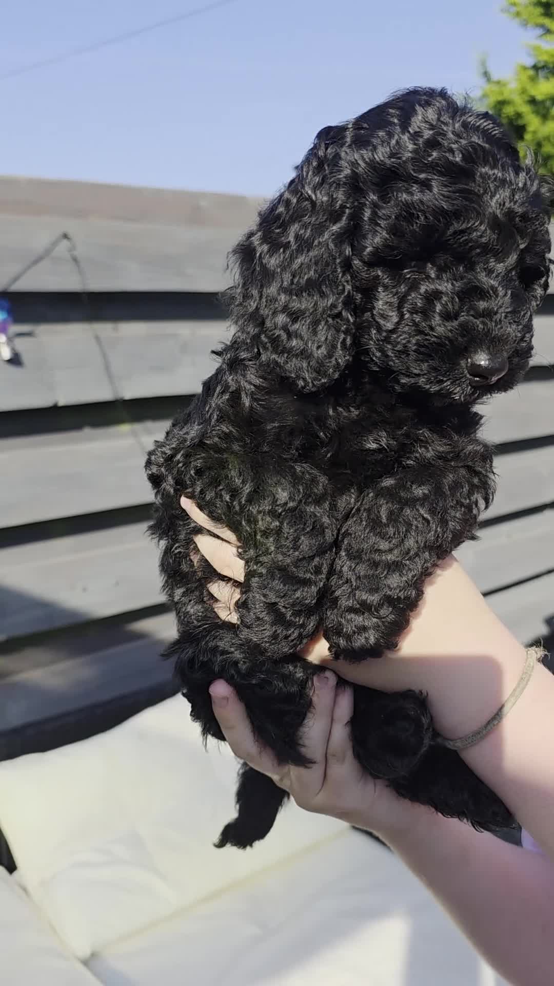 Cockapoo dogs for sale: Beaitiful F2 Cockappos  in Stevenston - Video 4