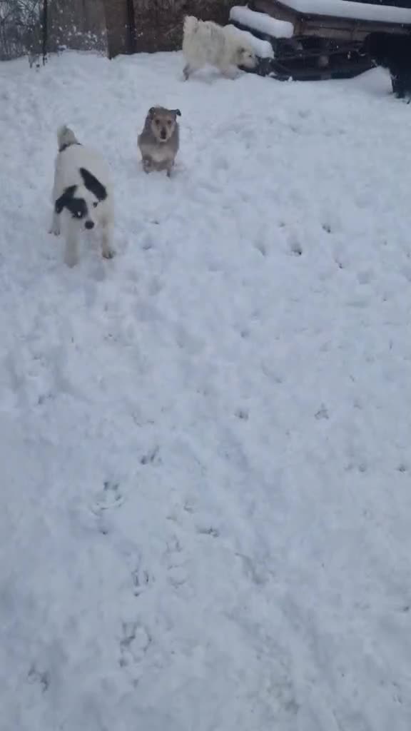 Mixed Breed dogs for adoption: 🤍 Luca 🤍 - a Lovely young Boy for a Loving Home - Video 1