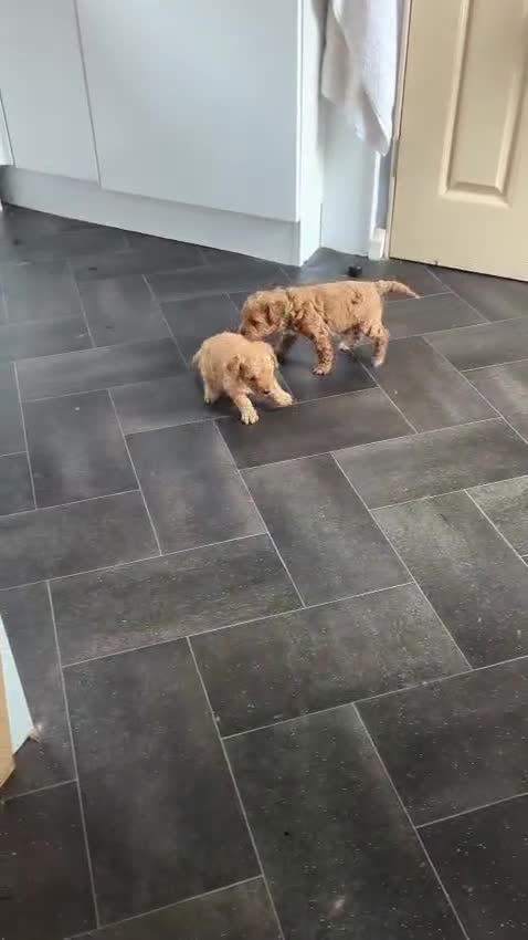 Cavapoo dogs for sale: Cavapoo Puppies for Sale F1B £950 - Video 1