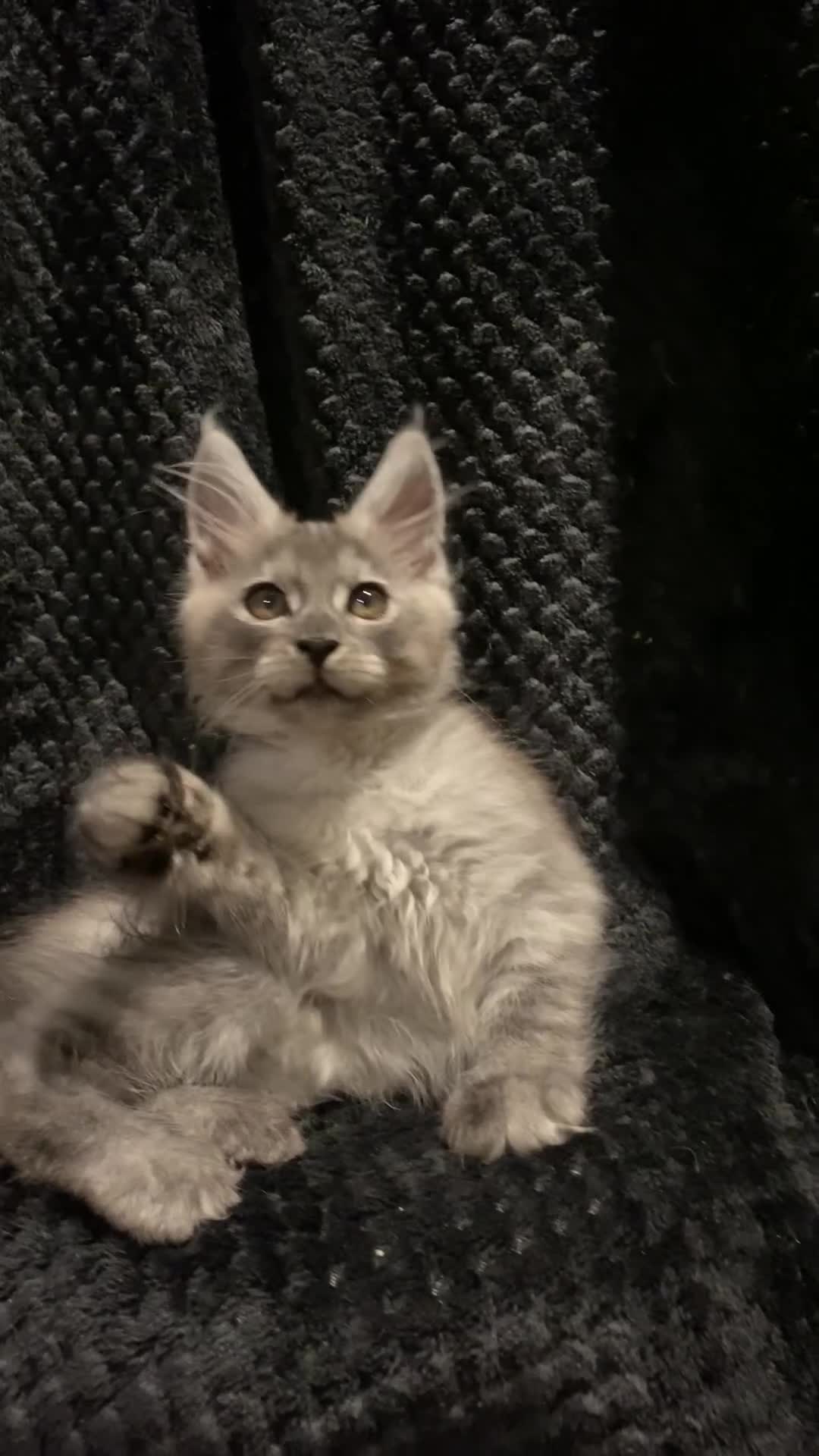 Maine Coon cats for sale: PEDIGREE Maine coon kittens - Video 3