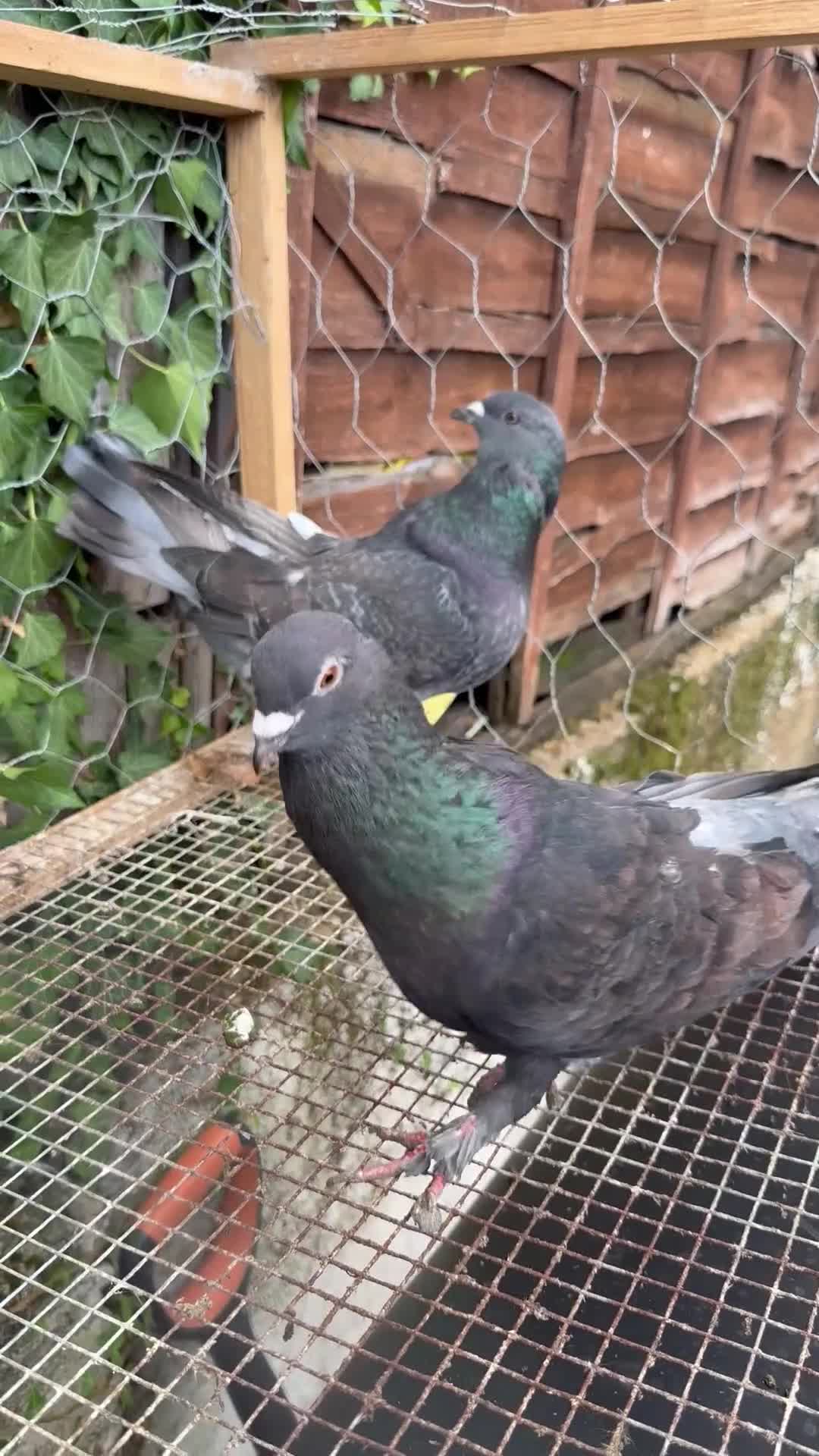 Pigeons birds for sale: Pigeons for sale - Video 4