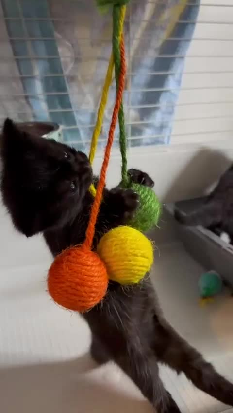 Mixed Breed cats for sale: adorable tuxedo kittens - Video 1