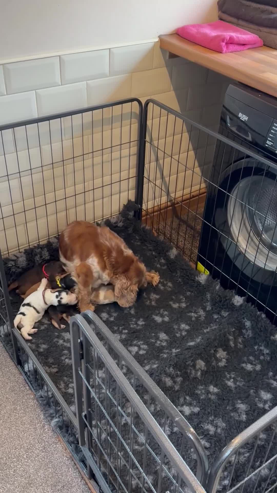 Cocker Spaniel dogs for sale: Extensively Health Tested KC Reg Puppies  - Video 1