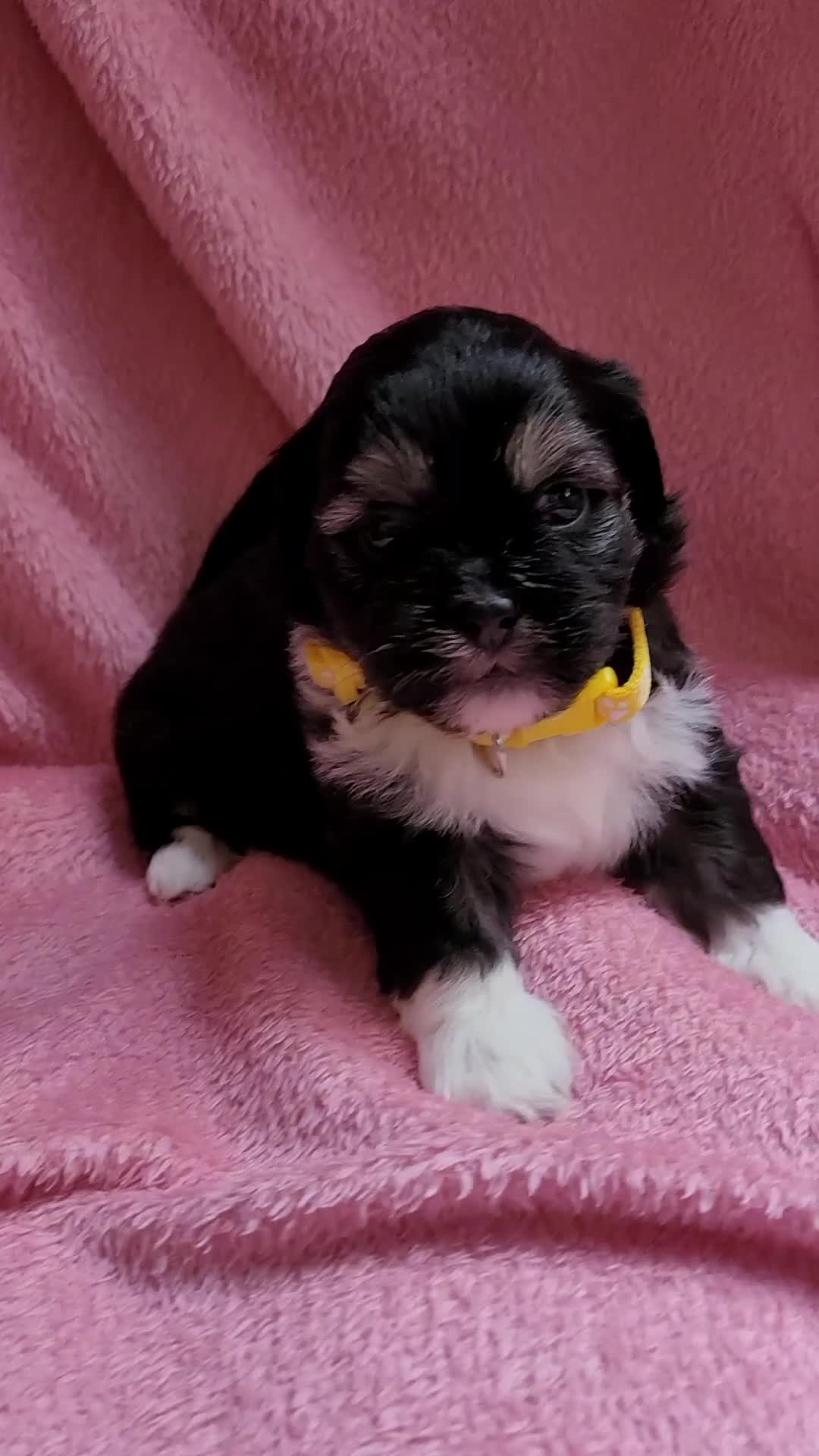 Lhasa Apso dogs for sale: Lhasa Apso — Ready to go! Beautiful Babies. - Video 5