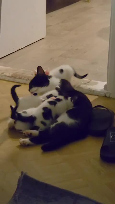 Domestic Shorthair cats for sale: Adorable Black & White Domestic Shorthair Kittens - Video 1