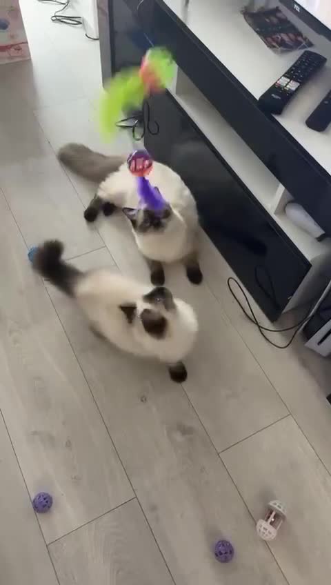 Ragdoll cats for sale: Two Ragdolls for Rehome/sale - Video 1