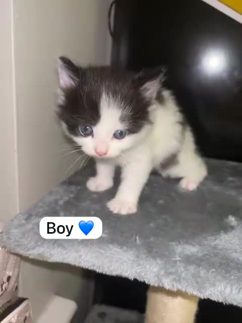 Mixed Breed cats for sale: Only 3 males left mum is Siamese  - Video 3
