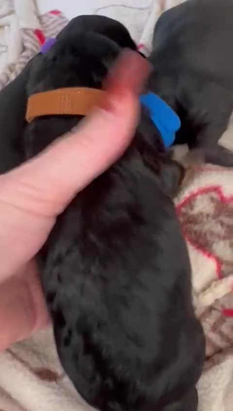 Cavapoo dogs for sale: Beautiful fully DNA tested Cavapoo's  - Video 3