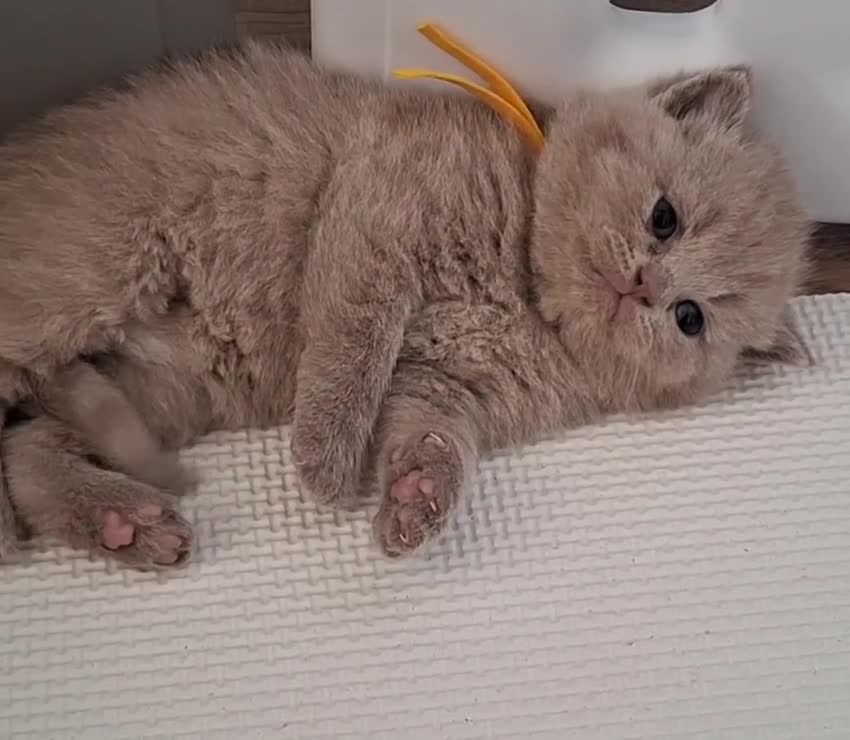 British Shorthair cats for sale: TOP QUALITY CHAMPION🏆 BRITISH SHORTHAIR KITTENS in Swadlincote - Video 2
