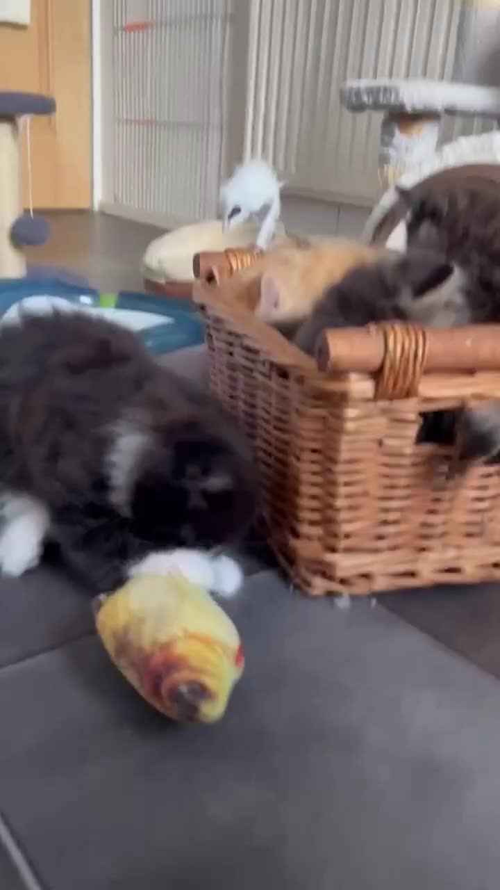 Mixed Breed cats for sale: Beautifull fluffy kittens  - Video 1