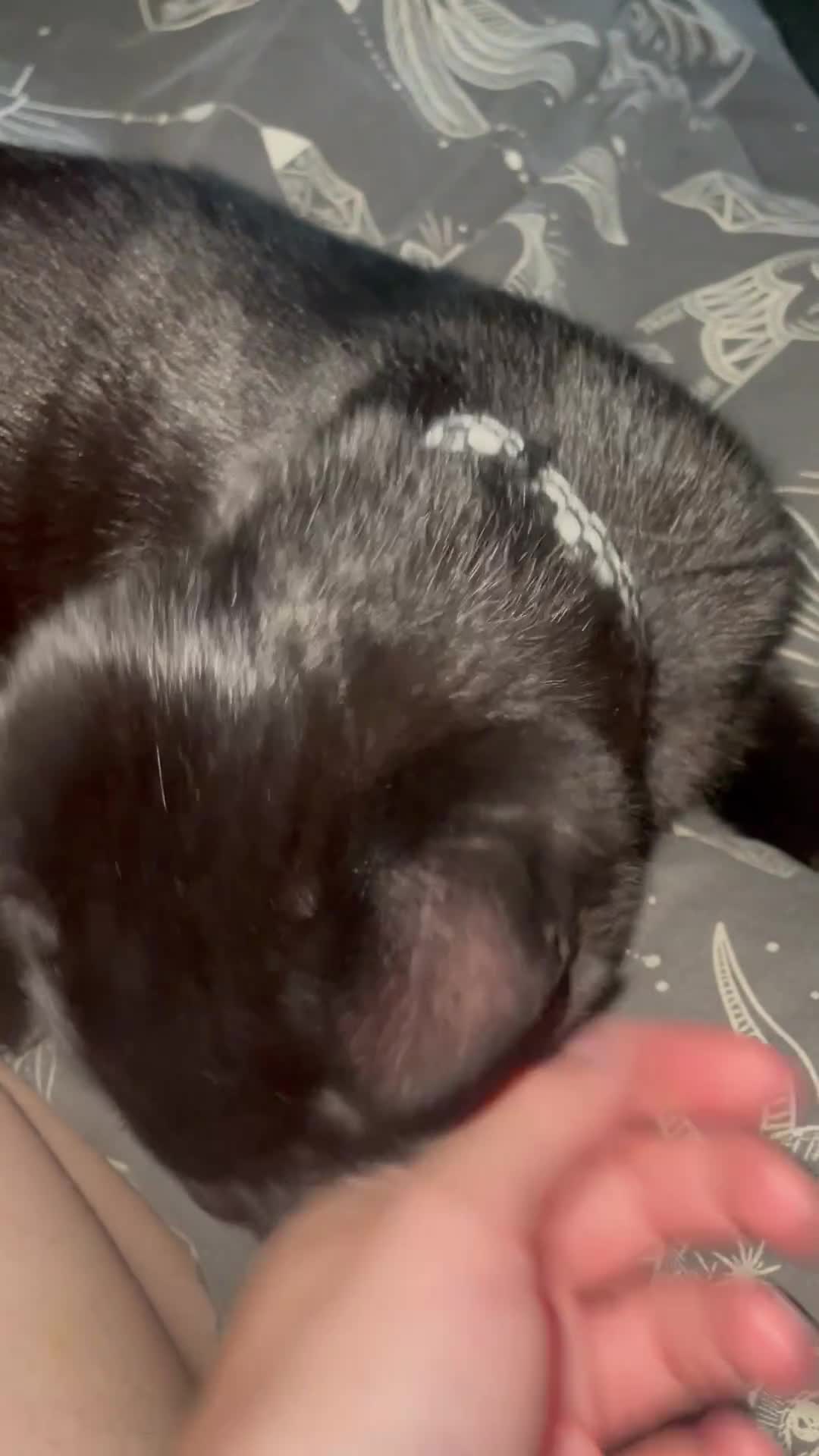 British Shorthair cats for sale: Loki - 6 months old kitten - Video 1