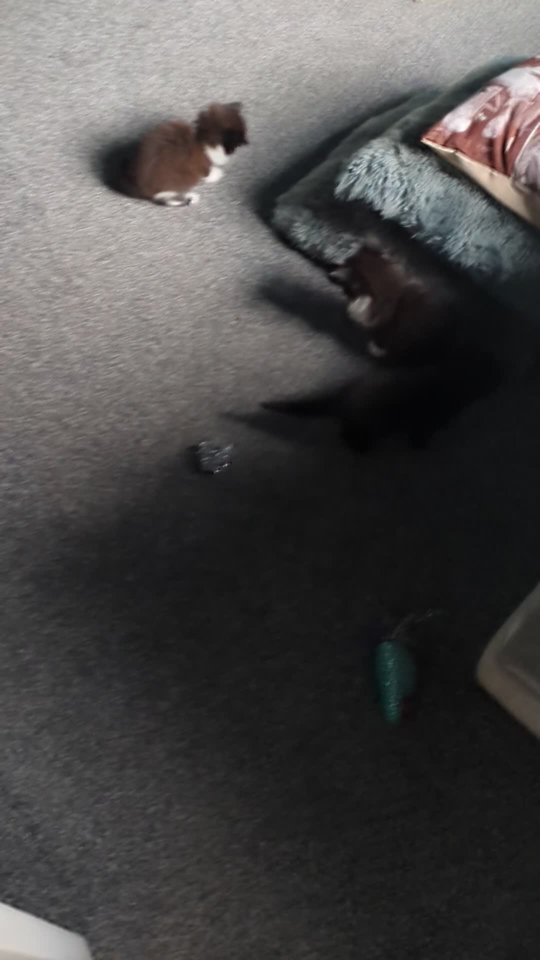 Mixed Breed cats for sale: Male kittens - Video 1