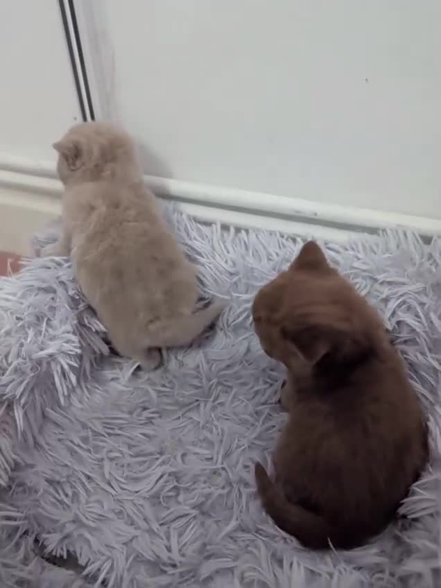 British Shorthair cats for sale: Cute fully british short hair kittens - Video 2