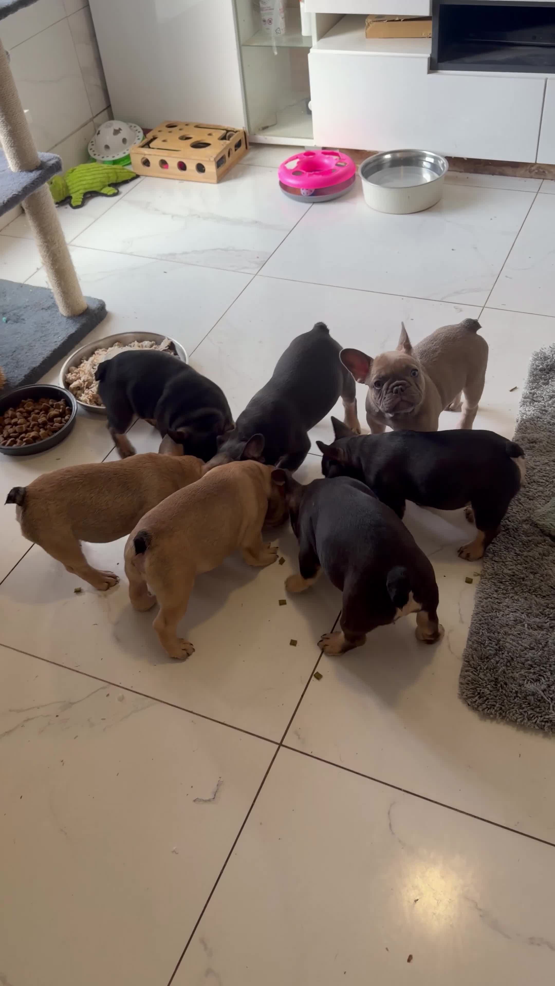 French Bulldog dogs for sale: French Bulldog Puppies Ready for Forever Home - Video 4
