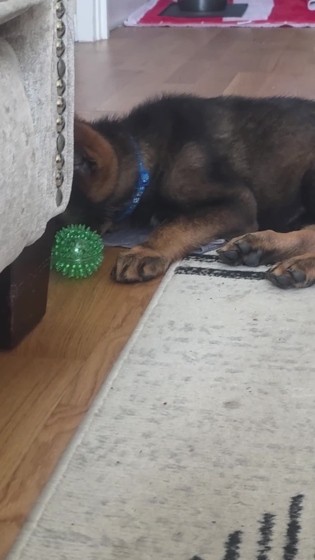German Shepherd dogs for sale: Raife a 12 Week Old Puppy Needing Rehoming in Littlehampton - Video 1