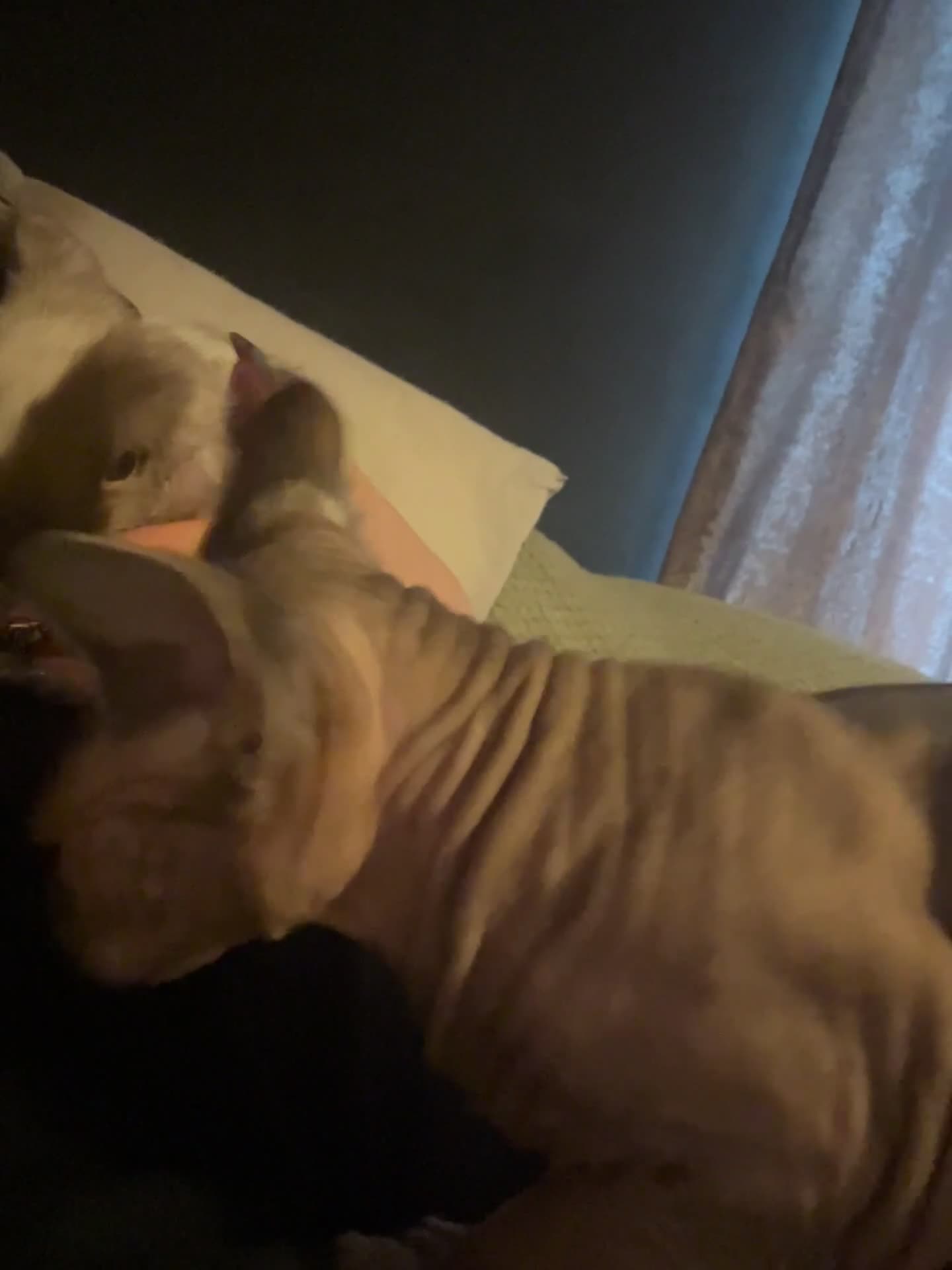 Sphynx cats for sale: Sphynx Female  - Video 1