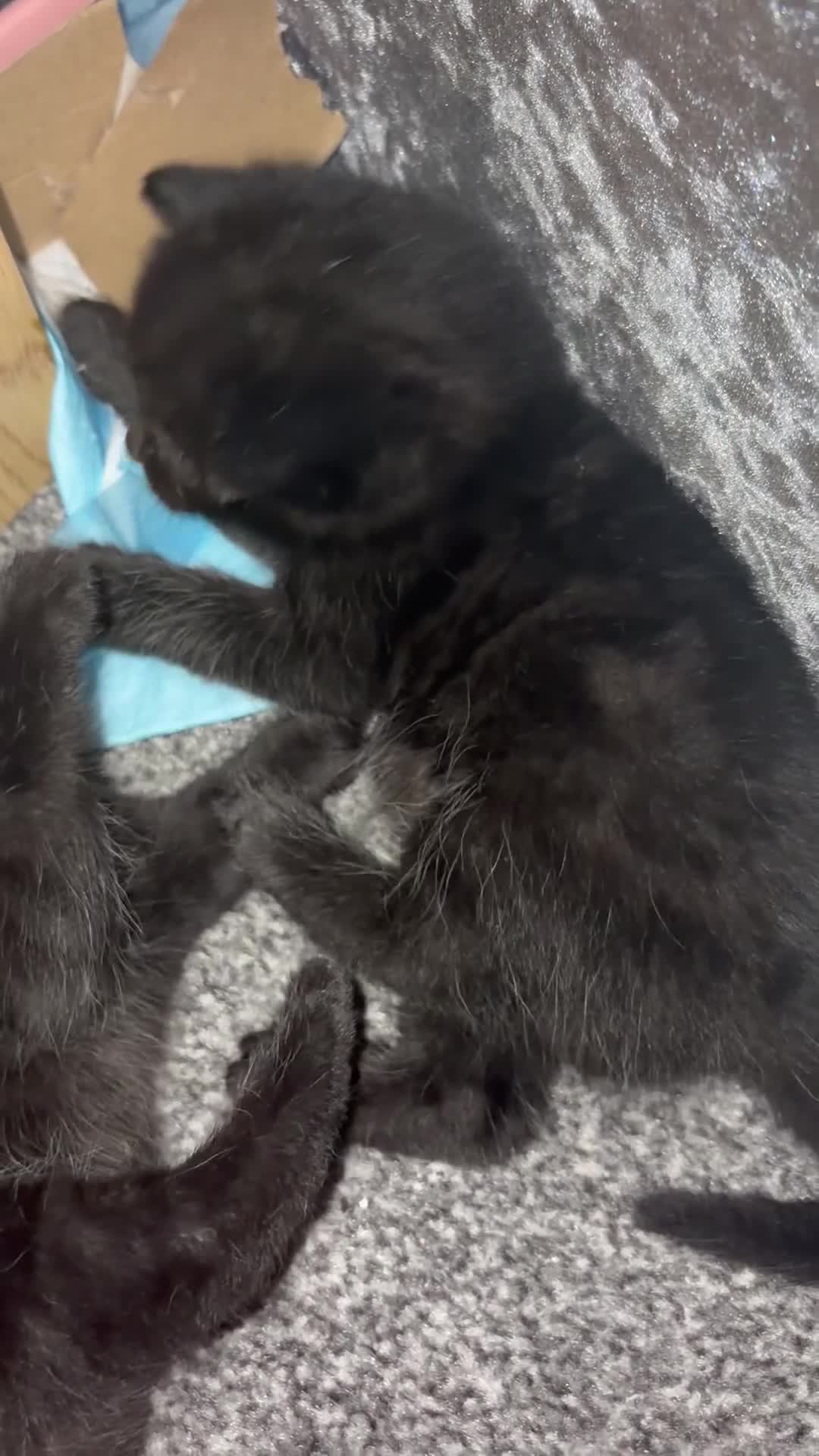 Mixed Breed cats for sale: One female kitten left :)  in Abingdon - Video 3
