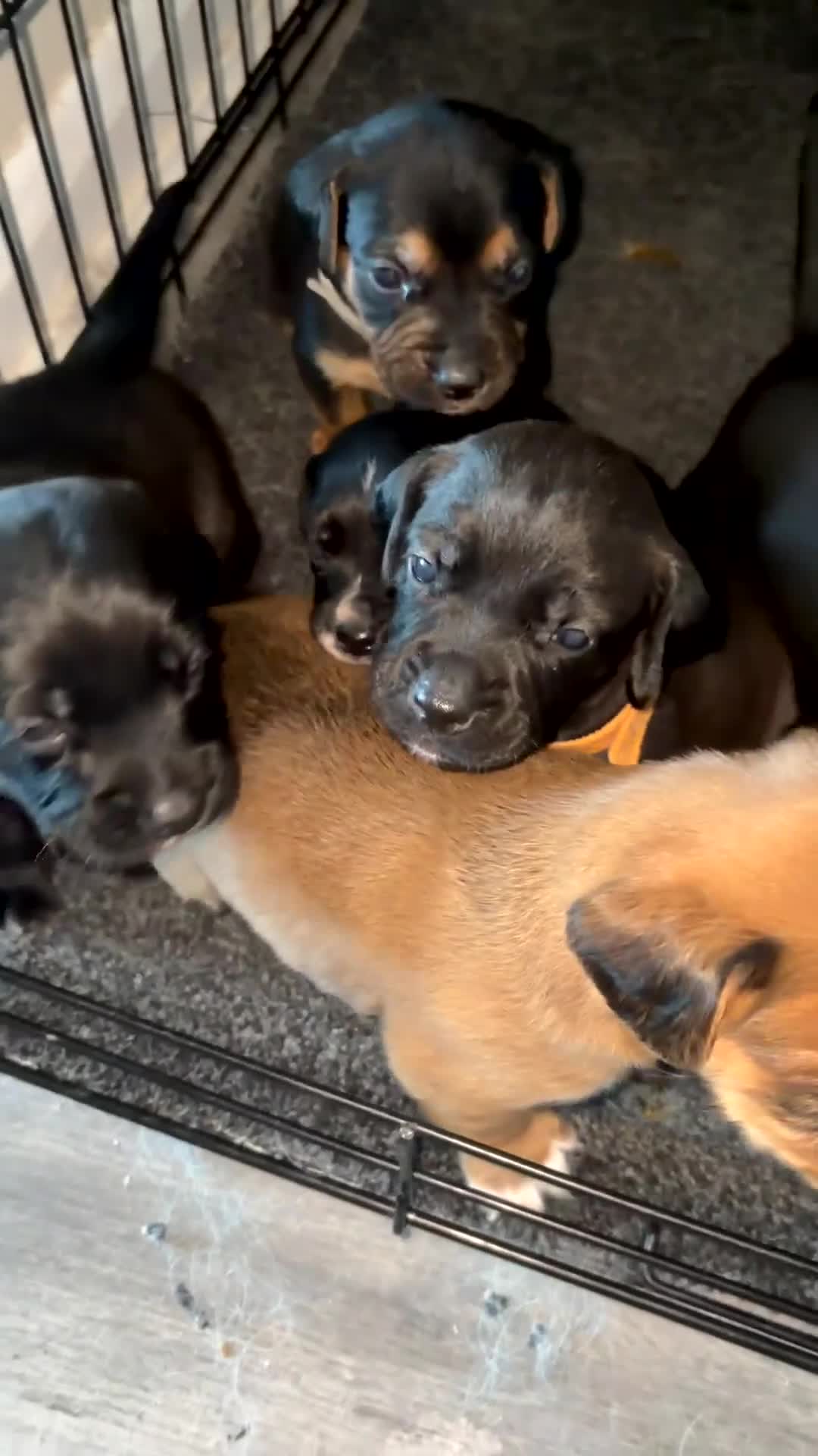 Mixed Breed dogs for sale: Springer Spaniel x Patterdale Puppies in Ilkeston - Video 1