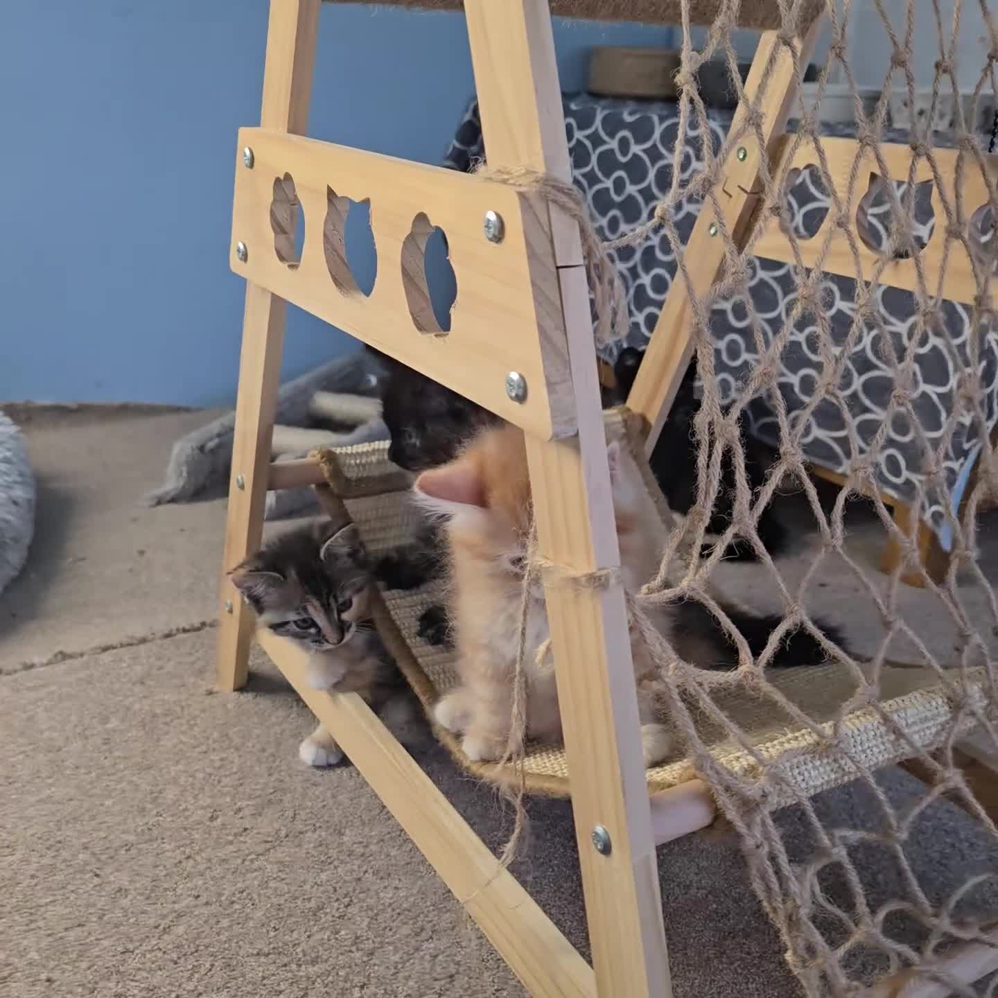 Mixed Breed cats for sale: A Fairytale Romance - Video 1