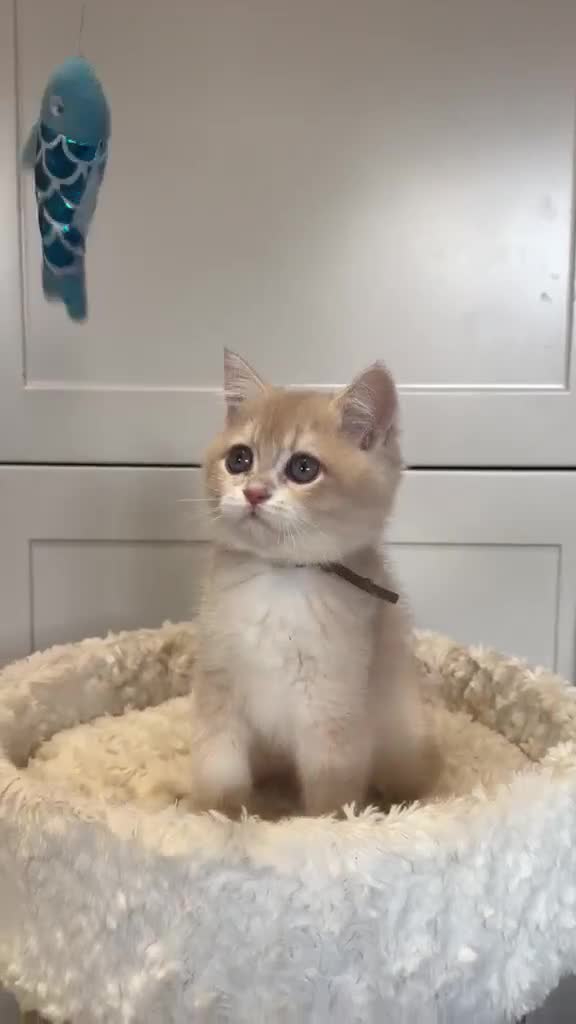 British Shorthair cats for sale: Lilac golden boy TICA reg  - Video 3