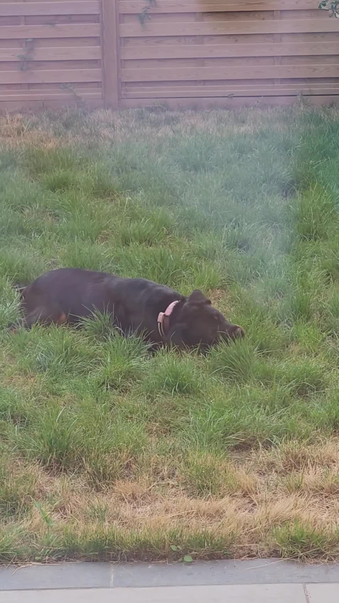 Rottweiler dogs for sale: Female rottweiler  in Romney Marsh - Video 2