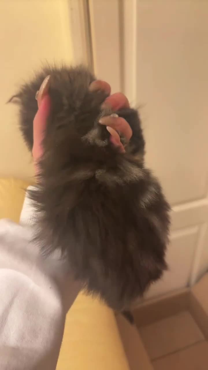 Norwegian Forest Cat cats for sale: Adorable Norwegian forest kittens for sale  - Video 1