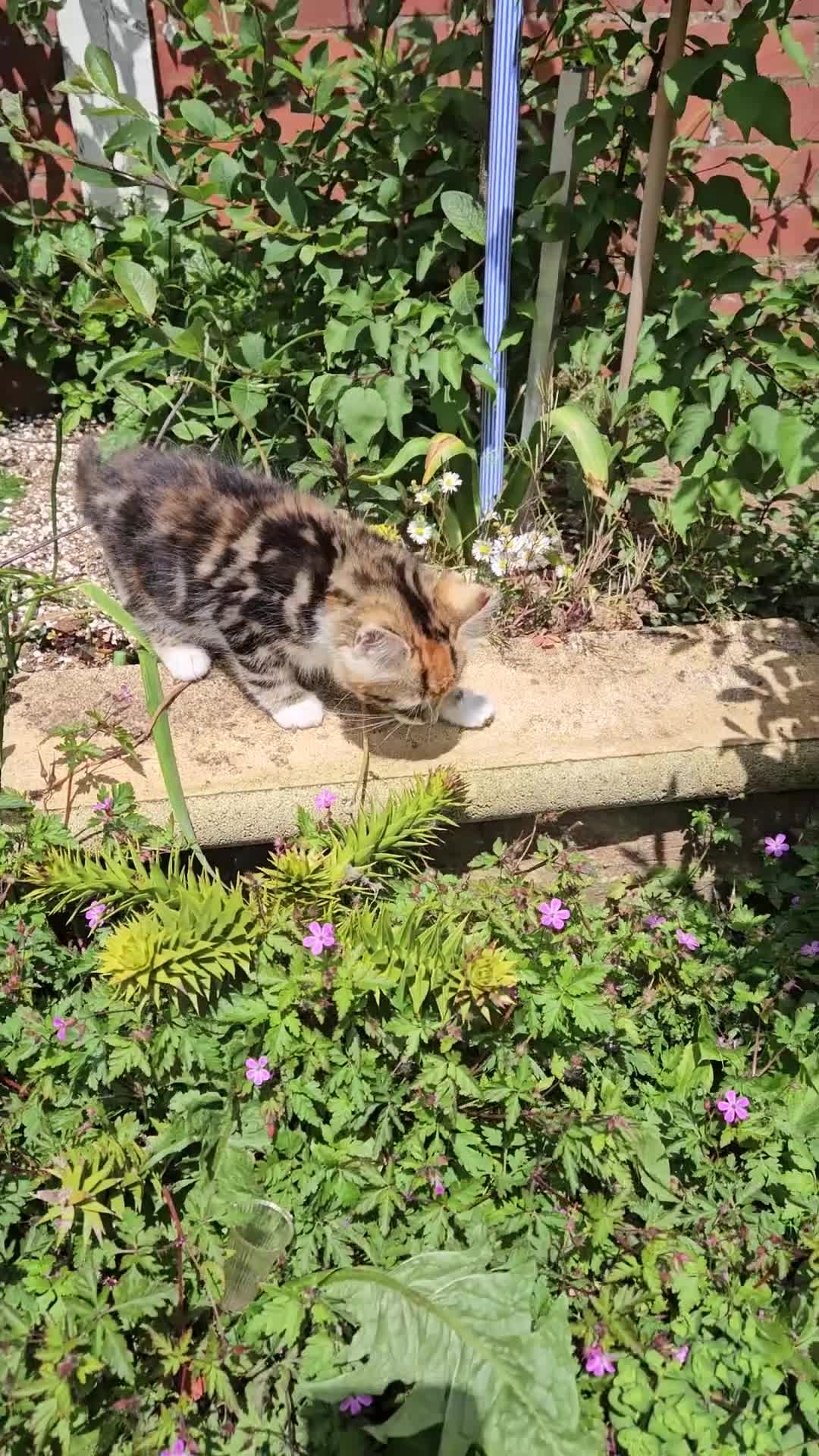Siberian cats for sale: Beautiful Siberian kitten ready for a new home - Video 1