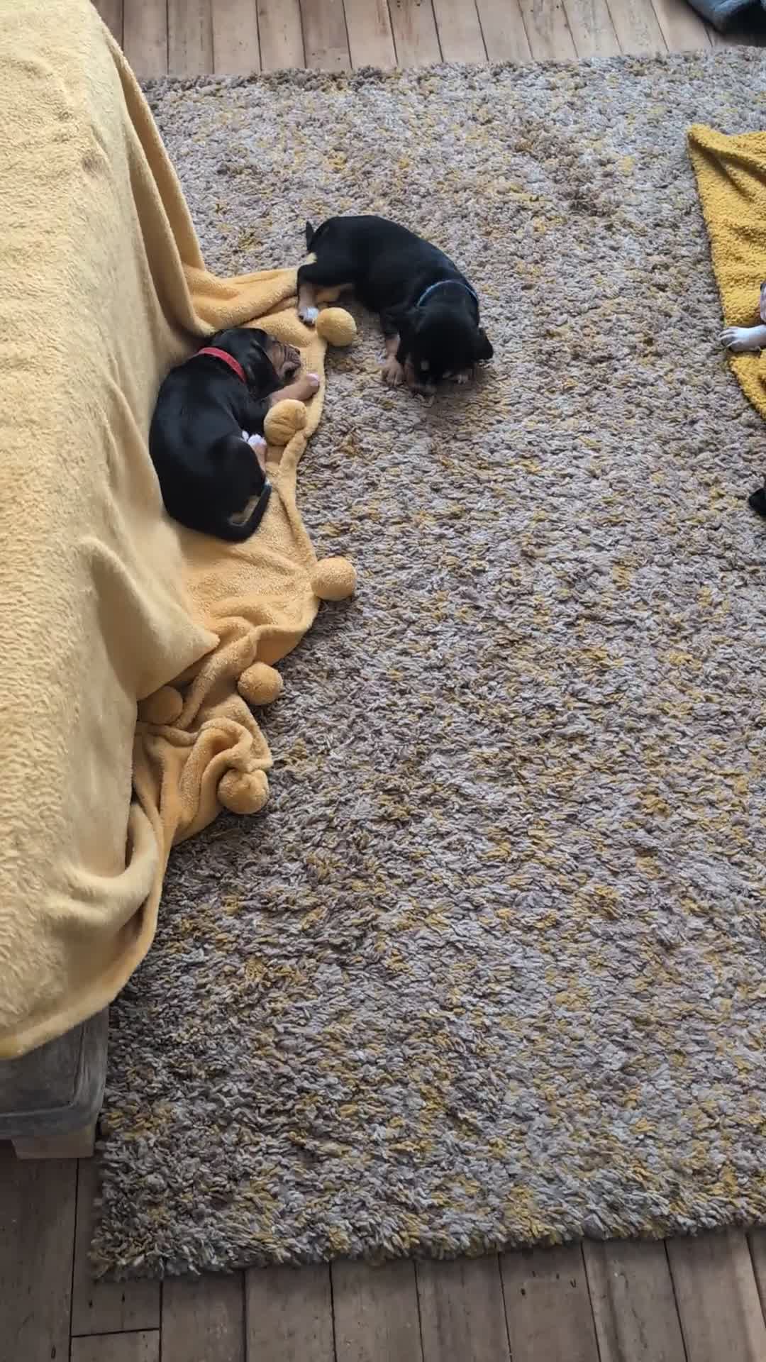 Mixed Breed dogs for sale: 1 boy and 3 girls bocker beagle cross spaniel  - Video 1