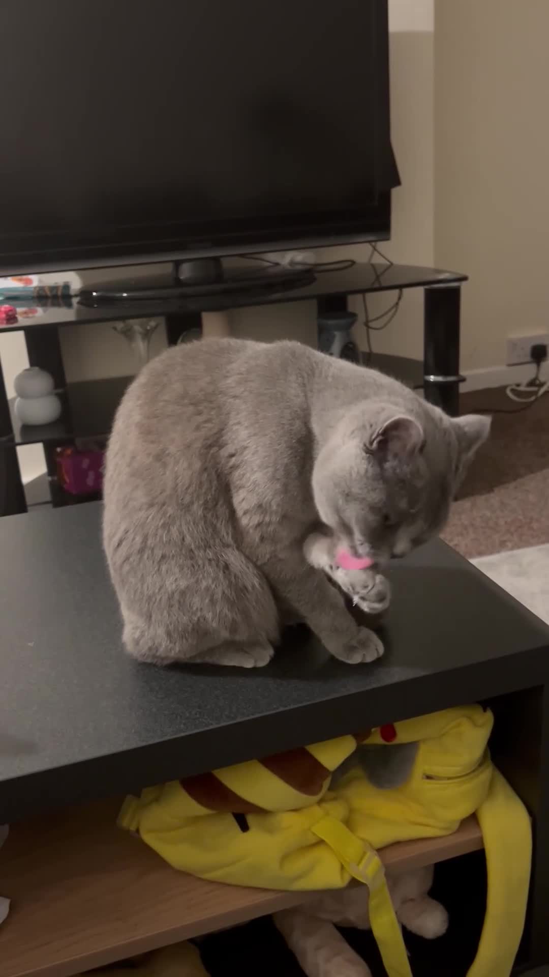 British Shorthair cats for sale: Lucy Short British Hair in Sheffield - Video 1