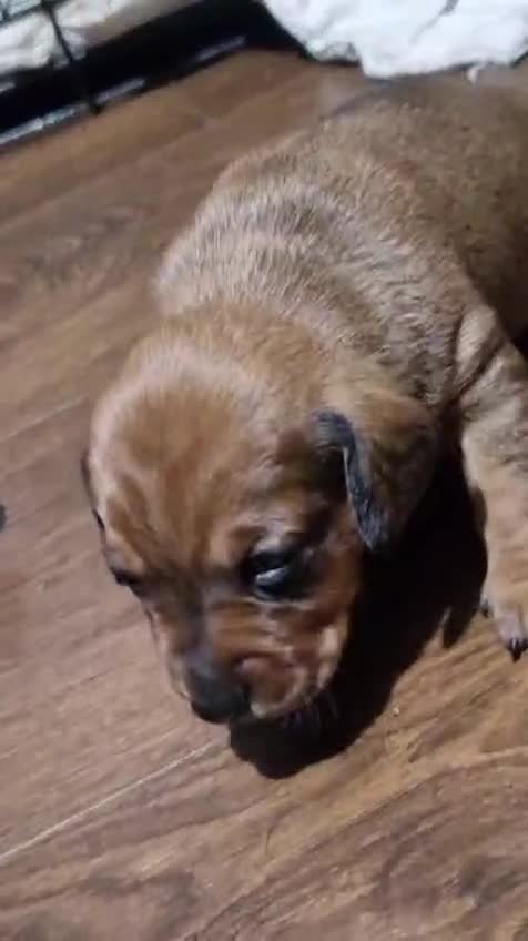 Dachshund dogs for sale: Dachshund X for sale - Video 3