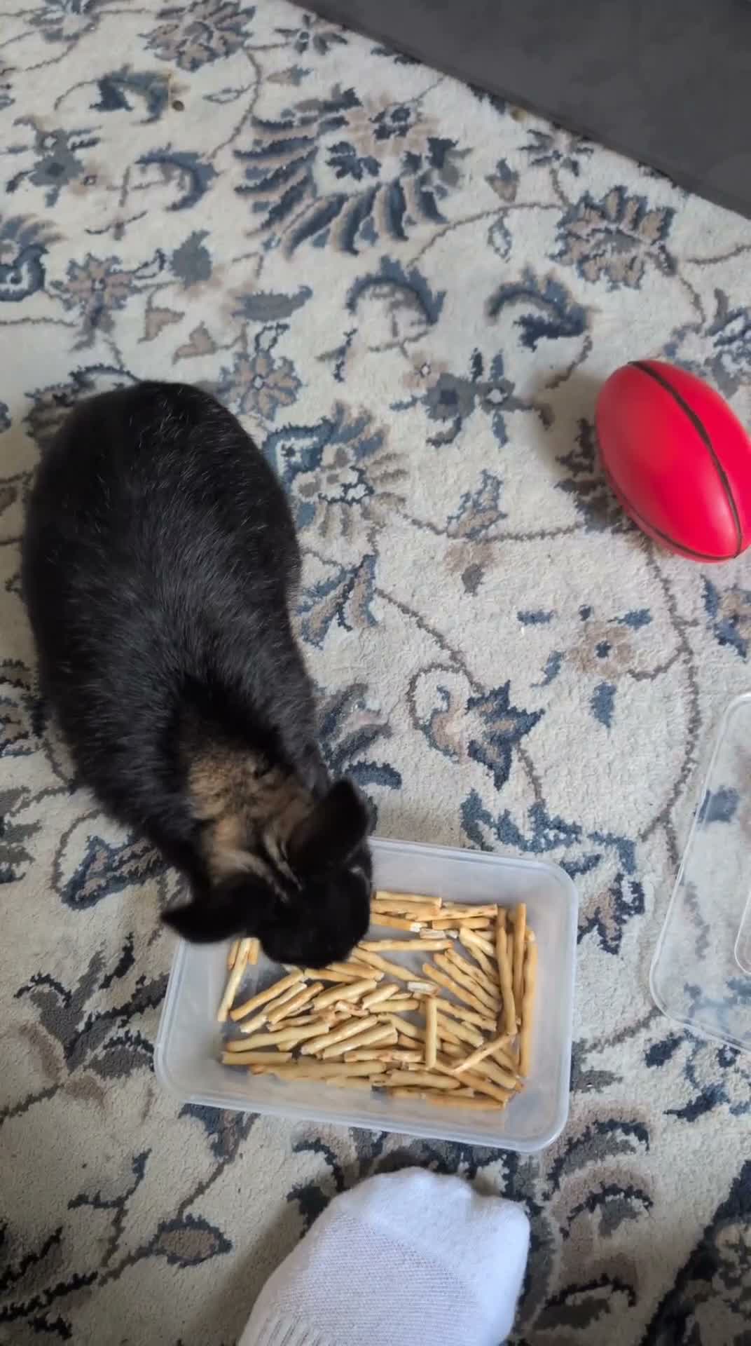 Netherland Dwarf rabbits for sale: Neutered male rabbit+ cage - Video 1