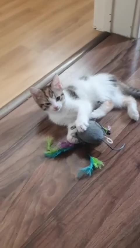 Mixed Breed cats for sale: 5 BEAUTIFUL KITTENS 😸 LOOKING FOR FOREVER HOME   - Video 2