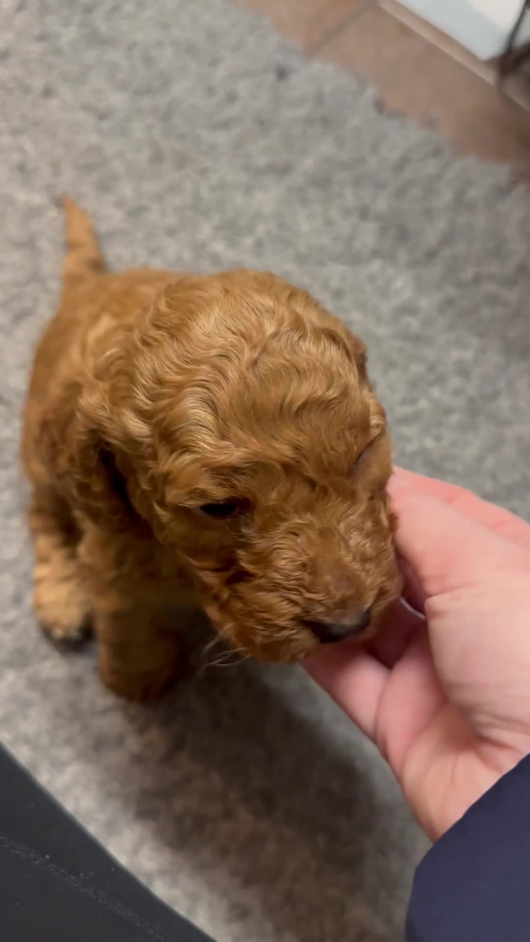 Cockapoo dogs for stud: Proven F1 Cockapoo - Fully Health Checked  in Swansea - Video 4