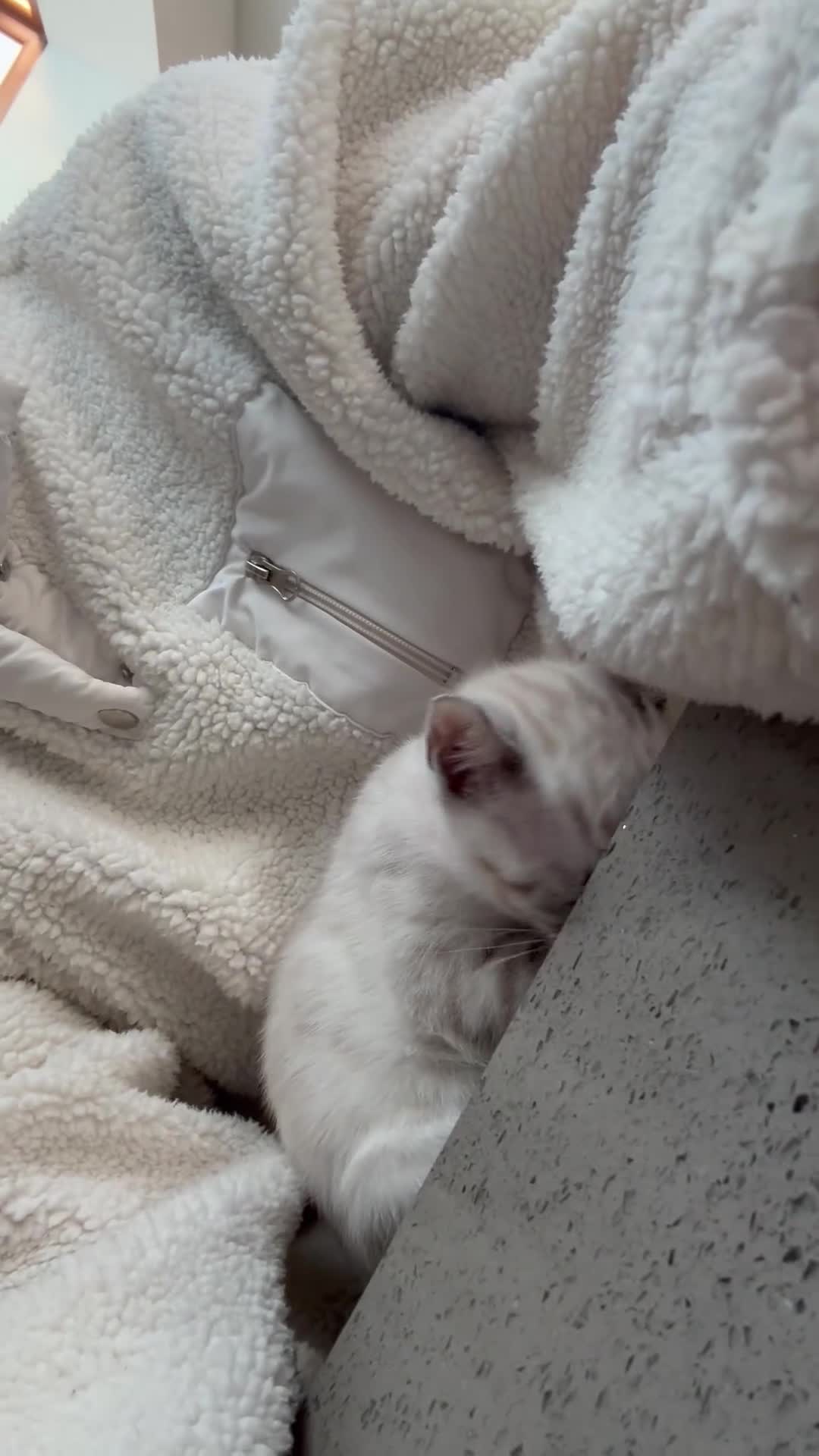 Bengal cats for sale: Beautiful Bengal kitten she is 6 months in Widnes - Video 1