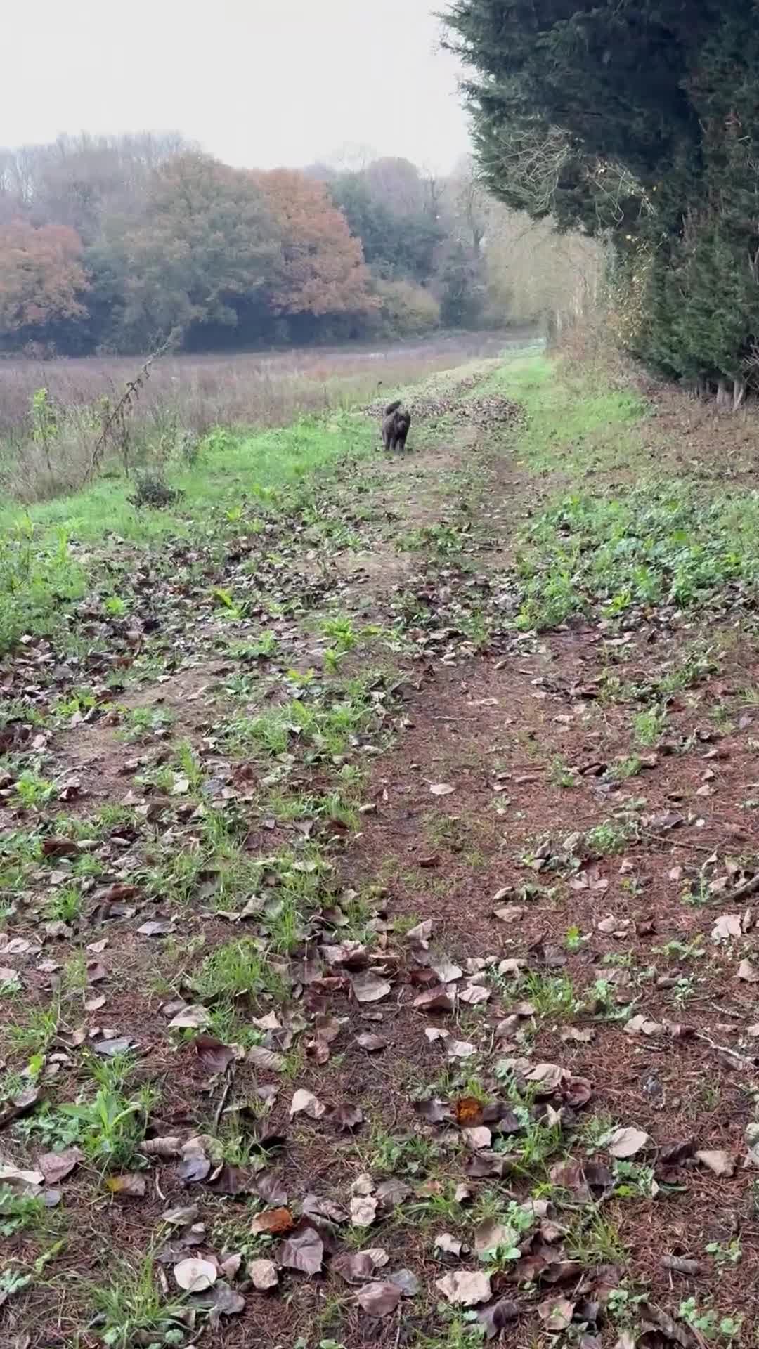 Chow Chow dogs for sale: Pedigree Blue Chow Chow in Radlett - Video 1