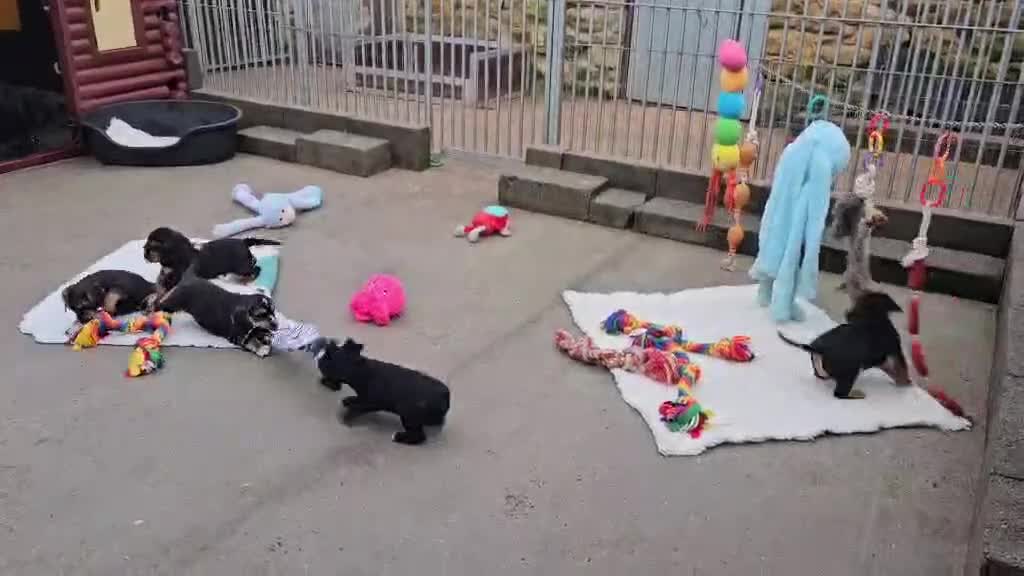 Bocker dogs for sale: Beautiful Bocker Bitch Puppies - Ready 25.02.26 - Video 2