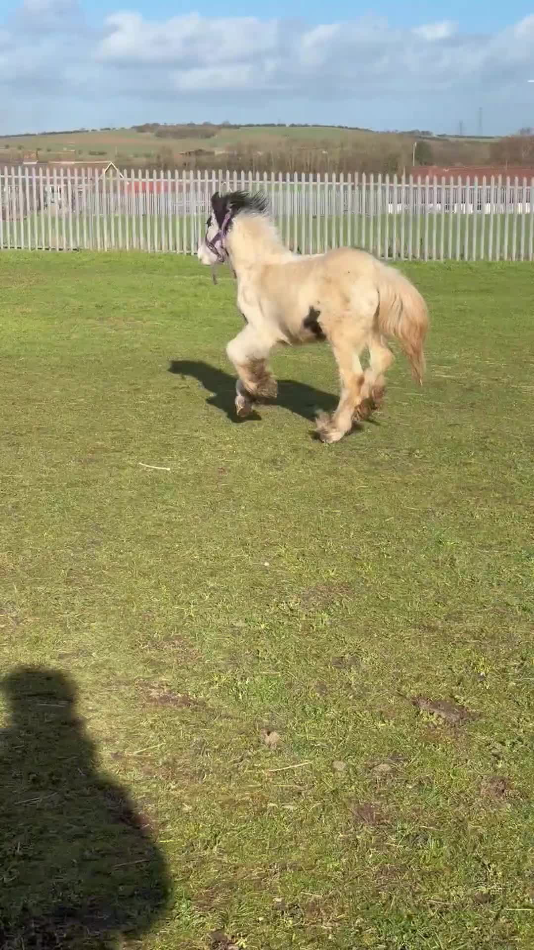 Irish Cob horses for sale: Mr Lover - Video 3