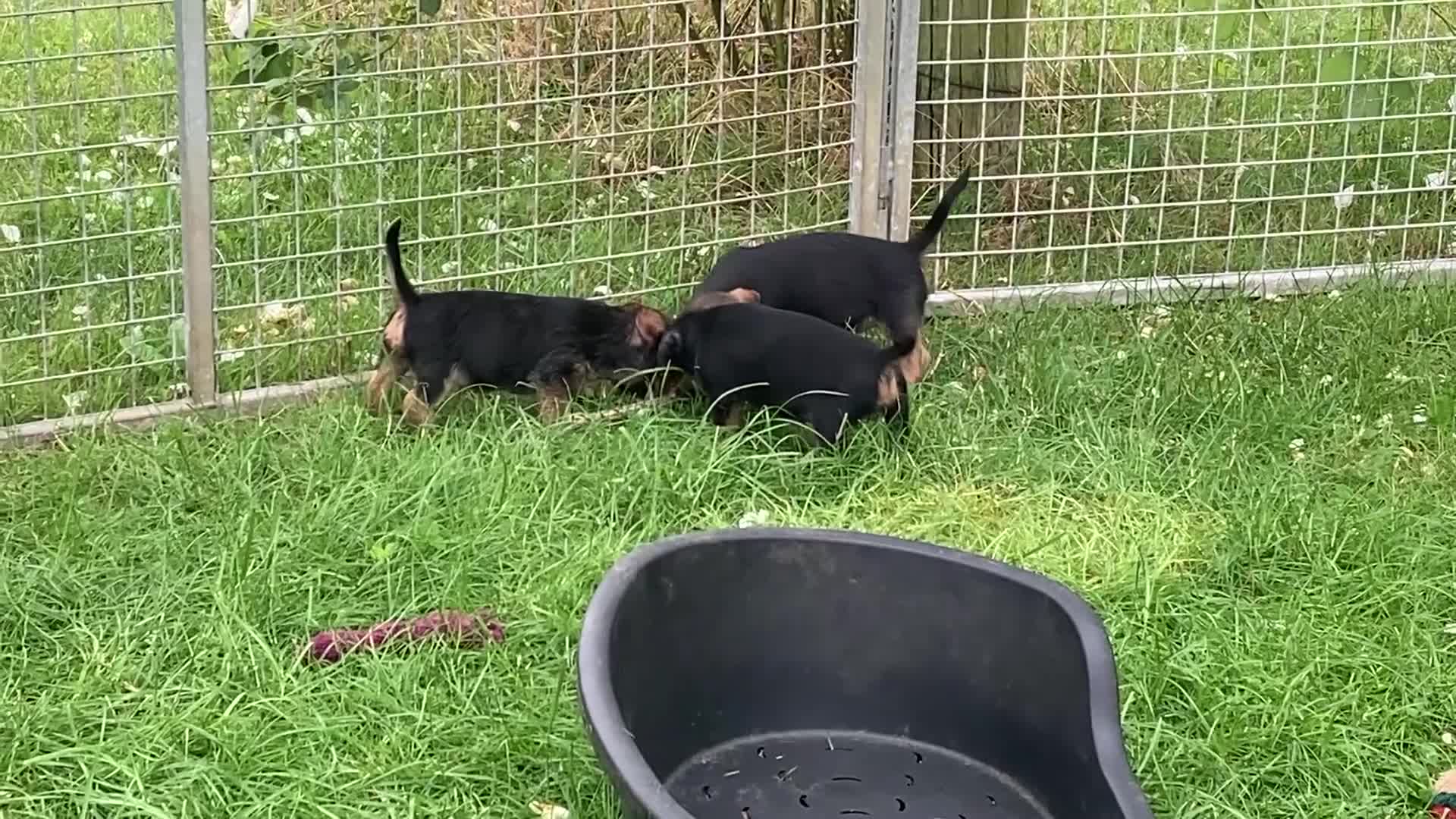 Mixed Breed dogs for sale: Border Terrier x wire haired Dachshund  - Video 2
