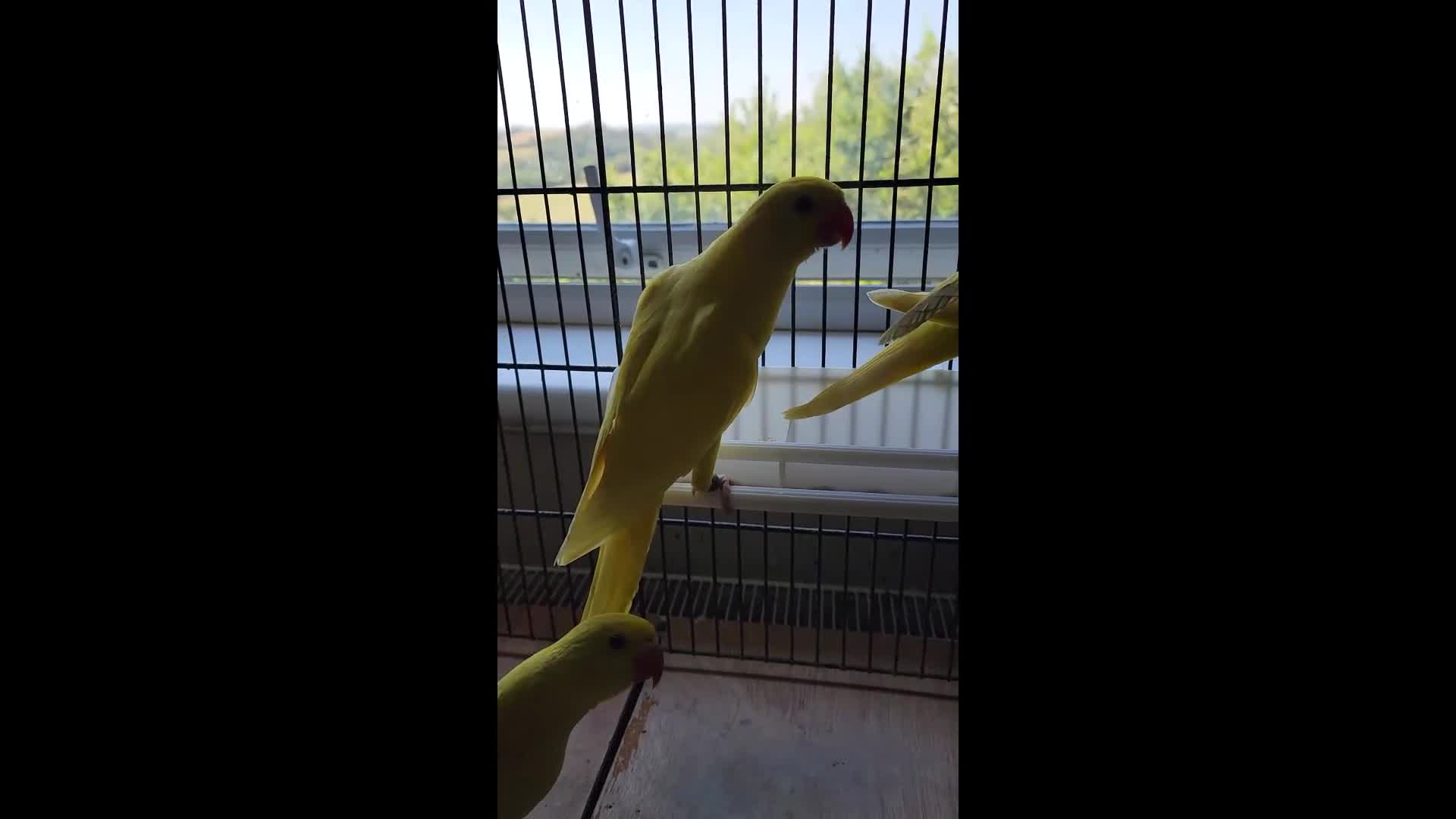 Ringnecks birds for sale: Babies ringnecks - Video 2