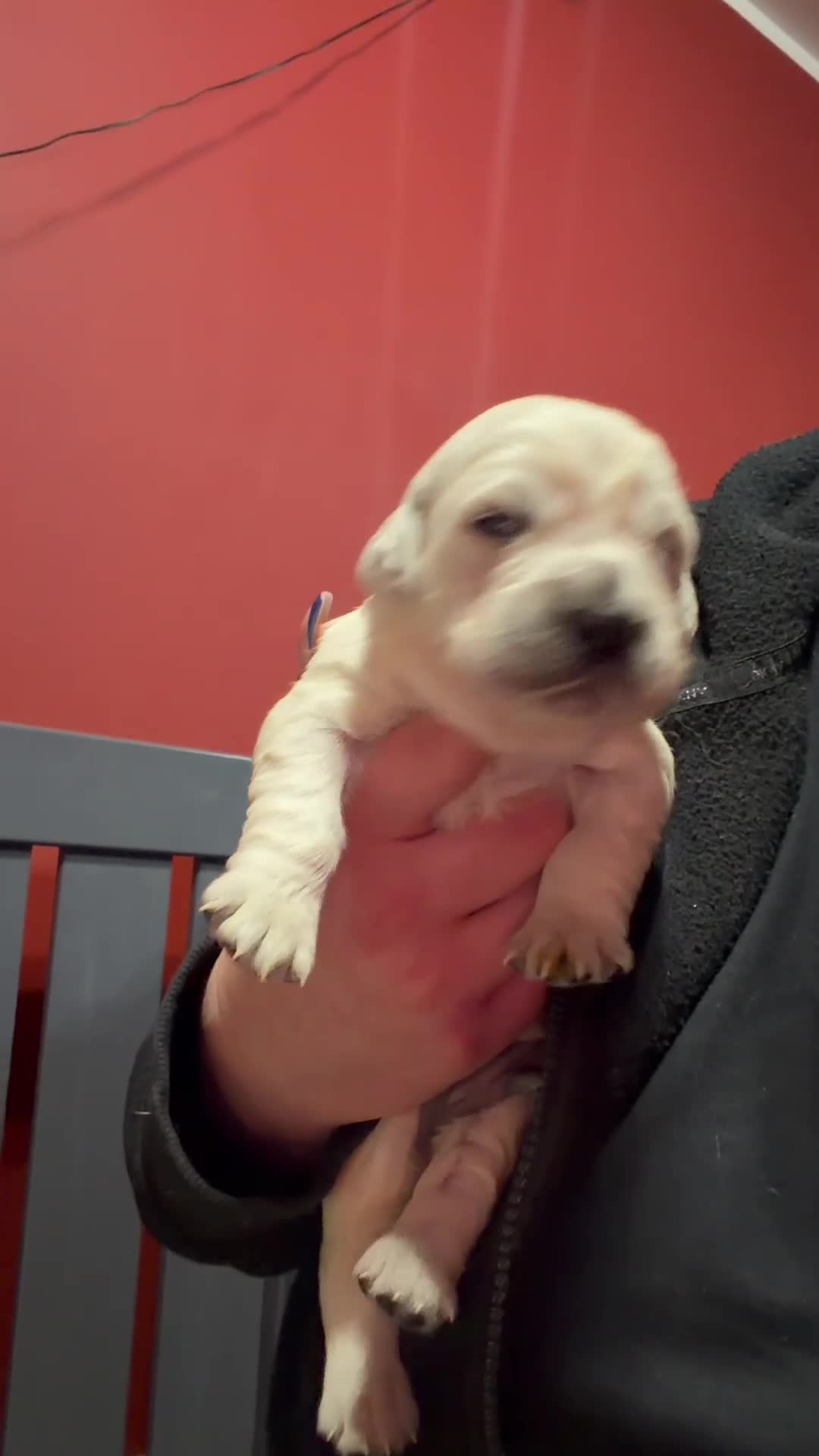 Golden Retriever dogs for sale: 9 KC SHOW TYPE GOLDEN RETRIEVER  - Video 2