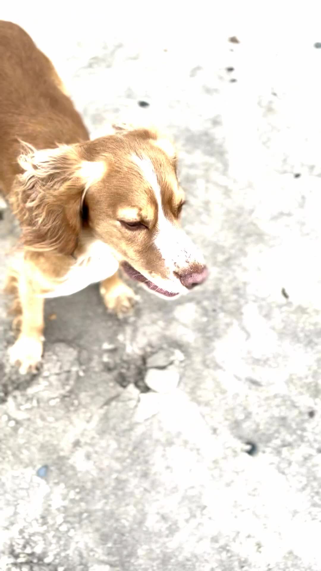 Cocker Spaniel dogs for stud: KC Working Cocker Spaniel - Video 1