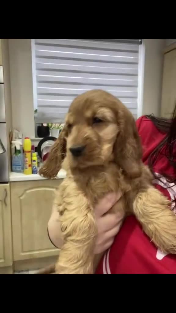 Cocker Spaniel dogs for sale: KC Registered Golden show cocker spaniel in Burnley - Video 3