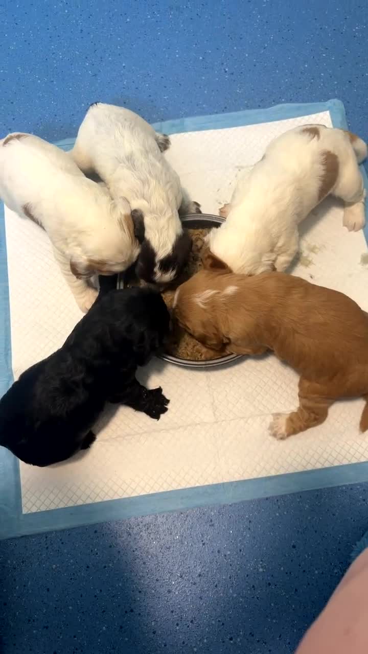 Cocker Spaniel dogs for sale: Working cocker spaniel puppies  in Stroud - Video 1