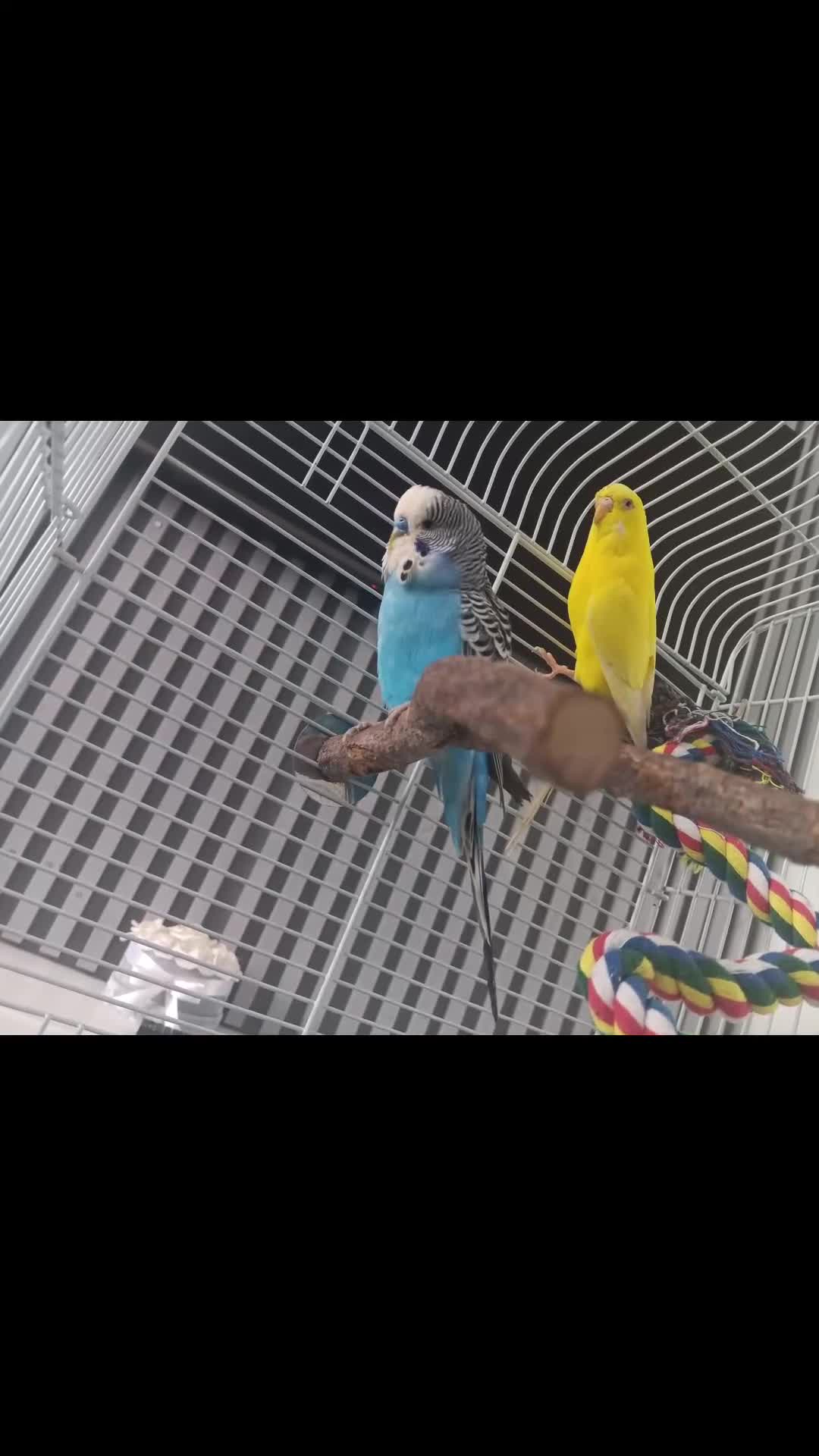 Budgerigars birds for sale: 2 budgies with cage  - Video 2