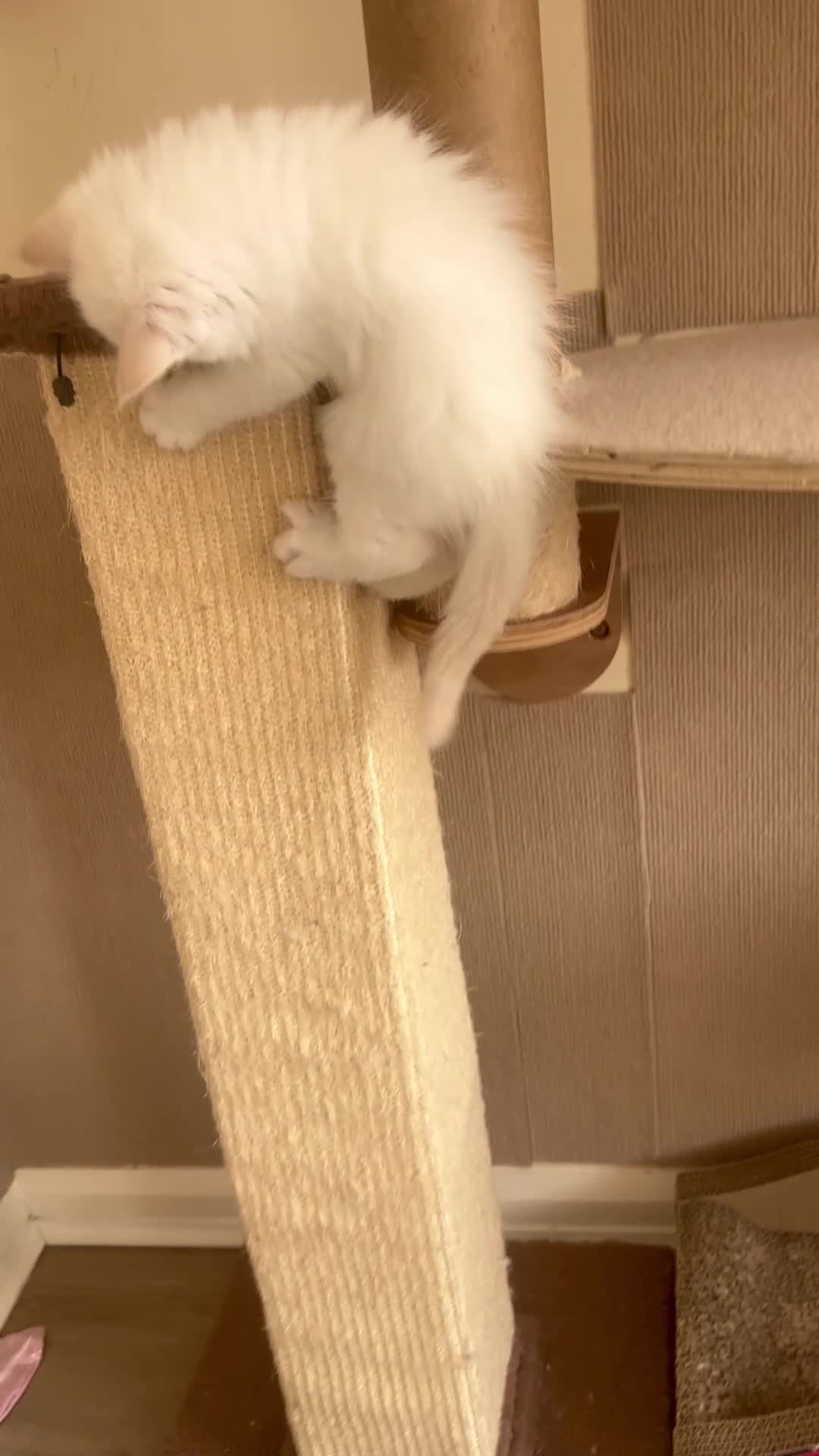 Siberian cats for sale: Beautiful Siberian kittens registered GCCF - Video 1