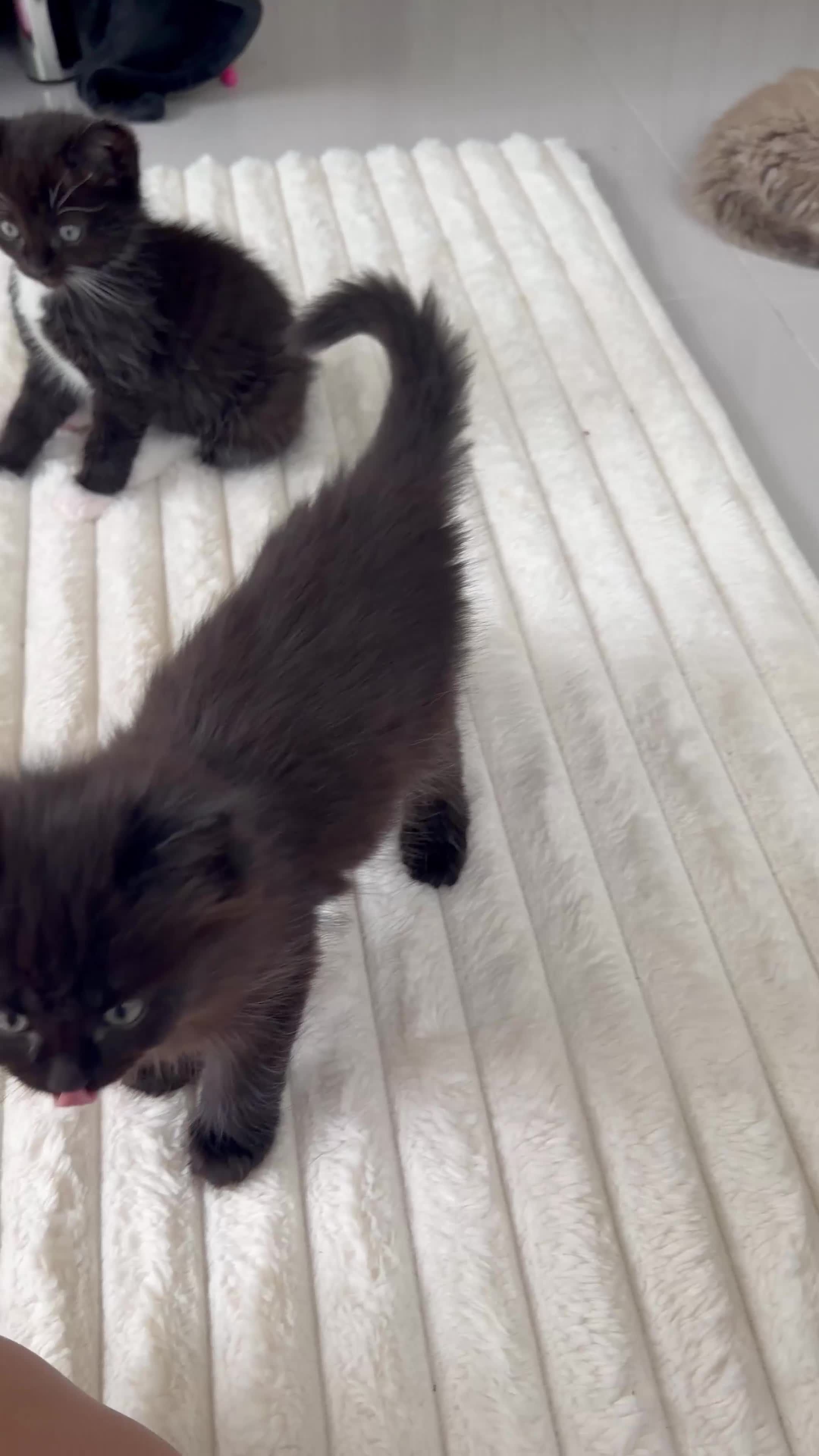 Ragdoll cats for sale: Ragdoll mix kittens  - Video 1