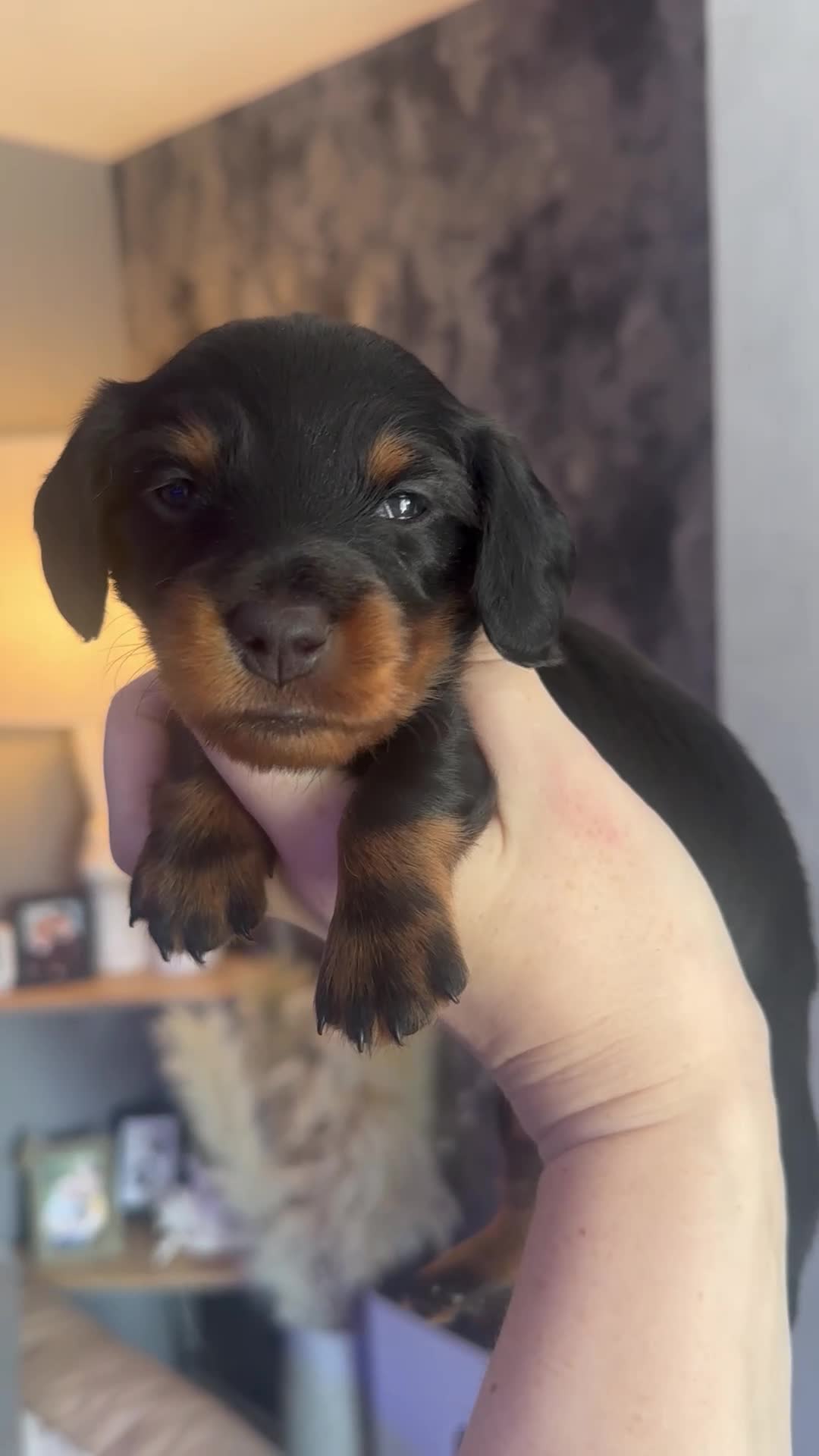 Miniature Dachshund dogs for sale: Long haired miniature daschunds  - Video 2