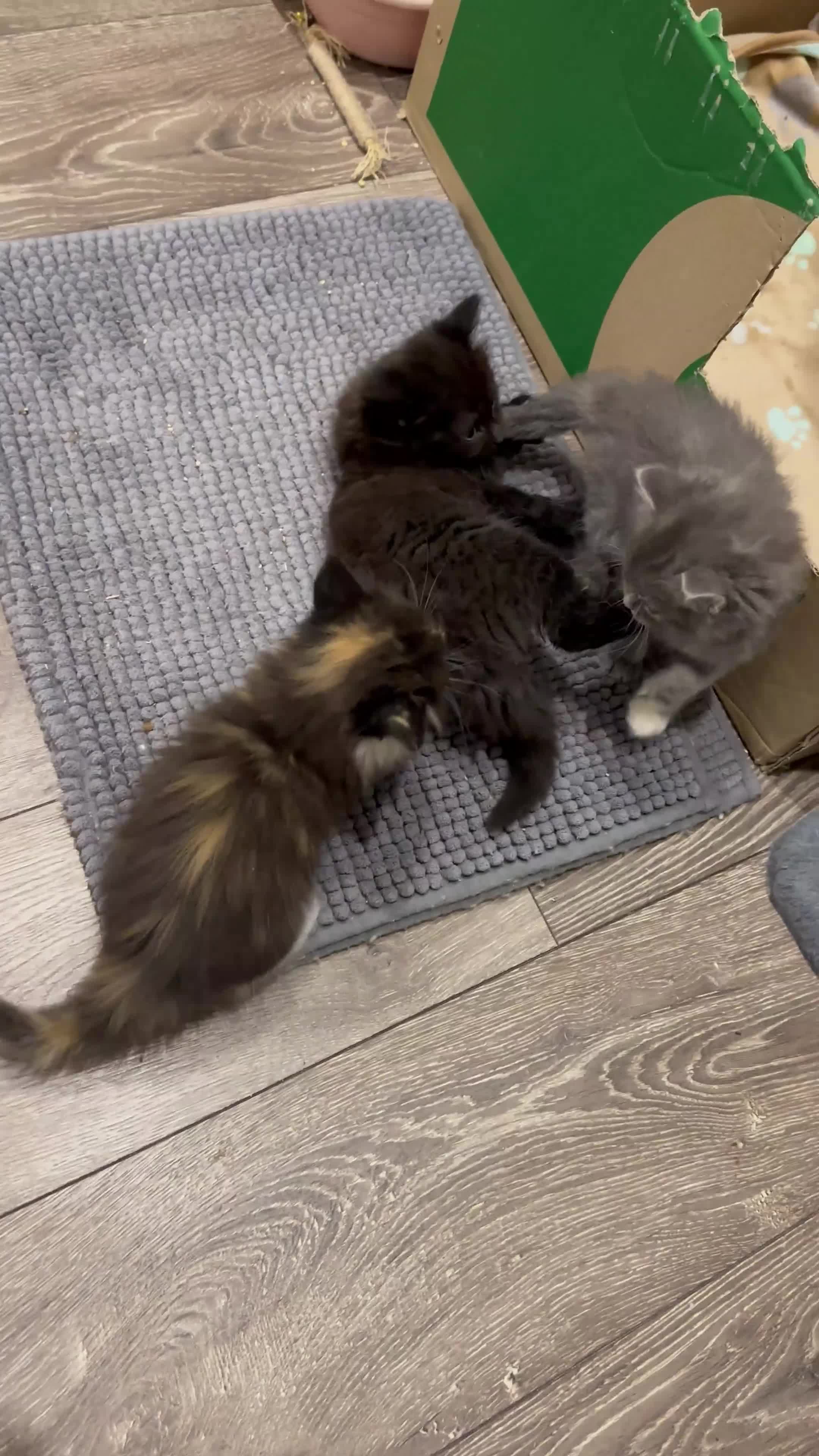 Norwegian Forest Cat cats for sale: Stunningly gorgeous Norwegian Forest Kittens - Video 5