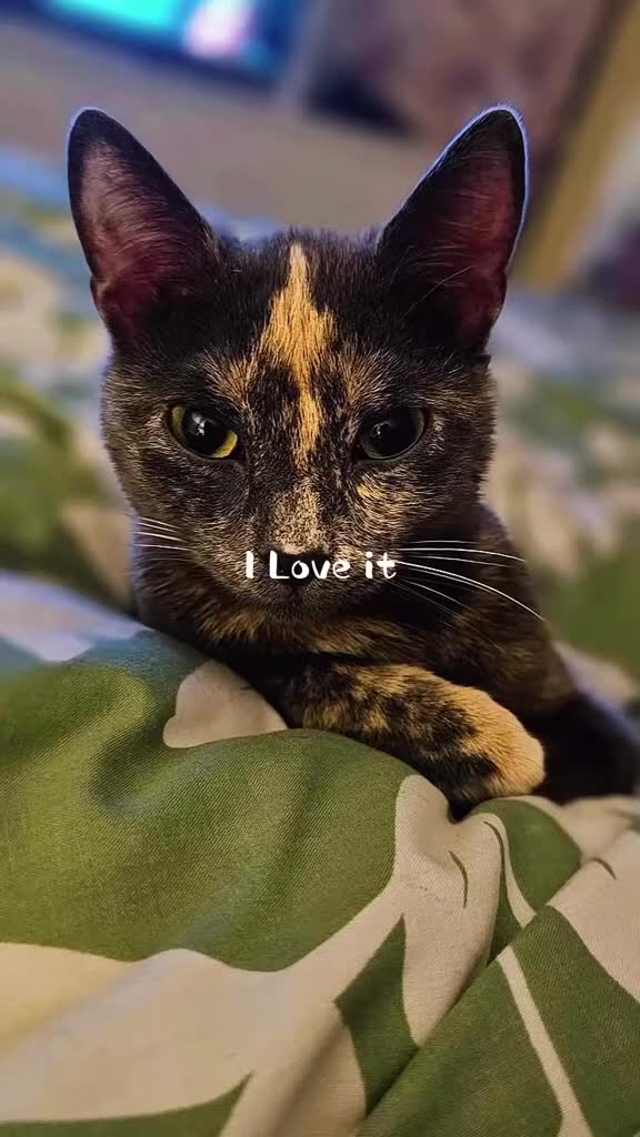 Mixed Breed cats for sale: 2 female cats for sale (together) - Video 3